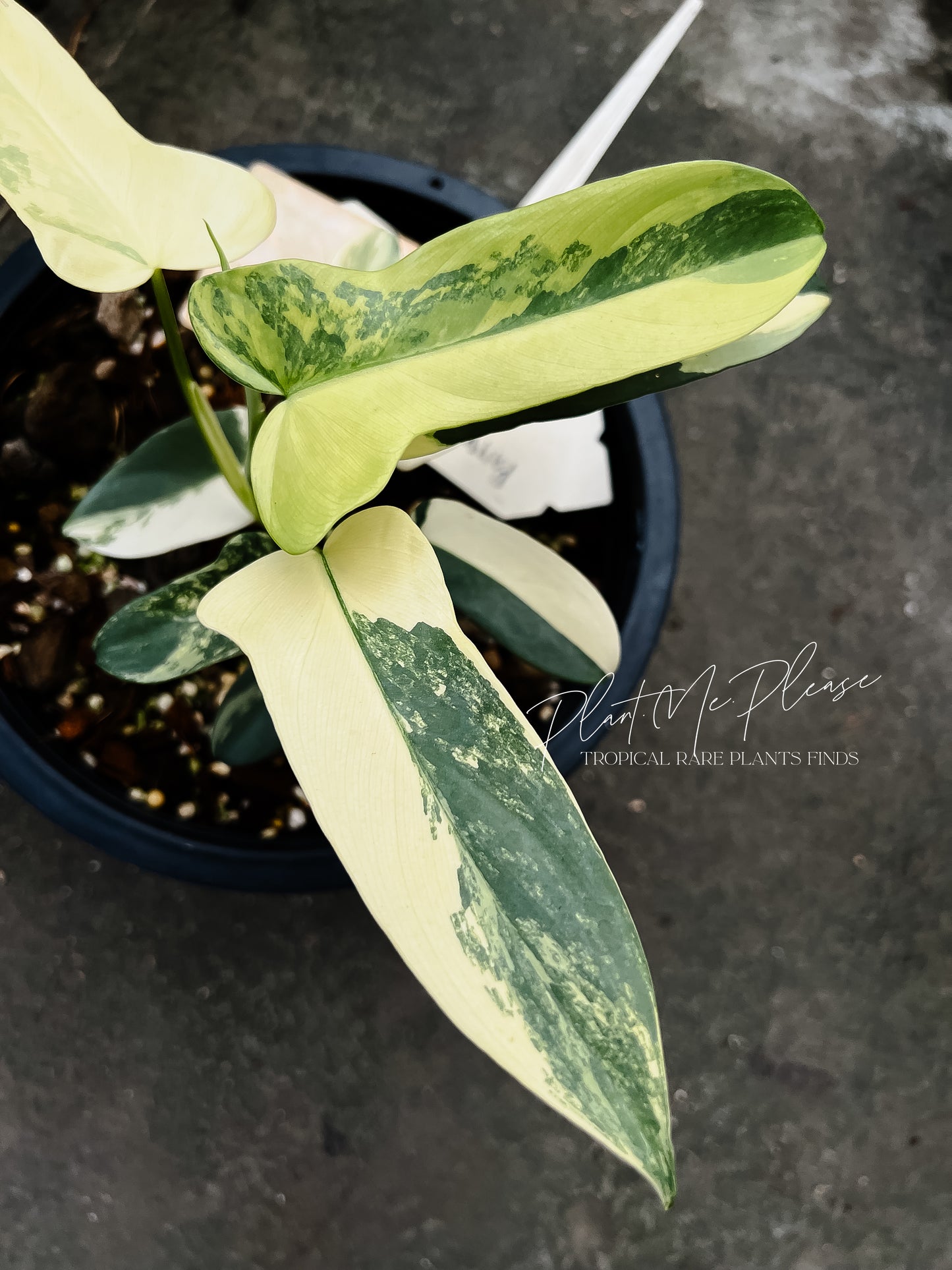 Philodendron Bipennifolium variegated