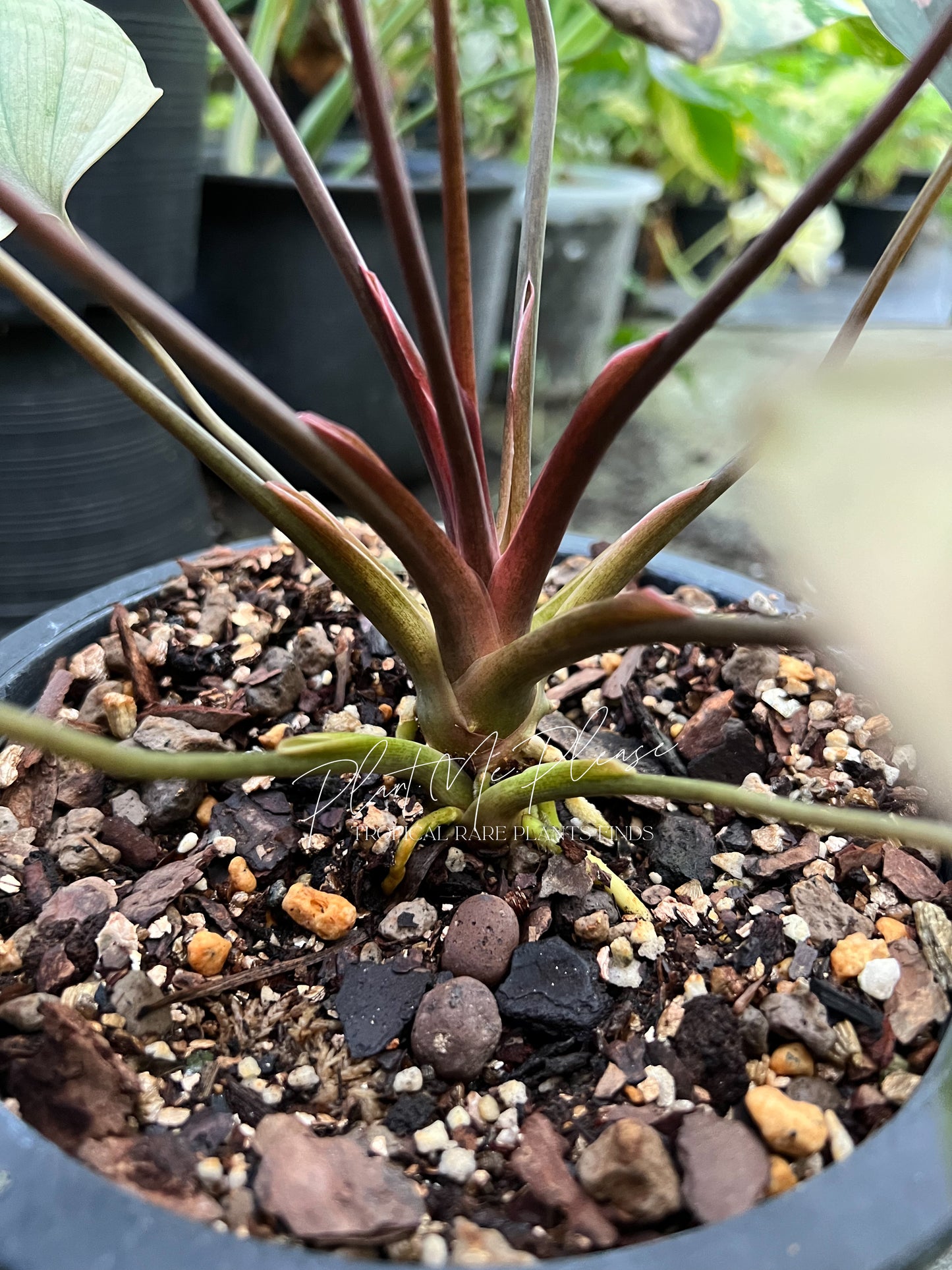 Homalomena Pink Diamond Variegated