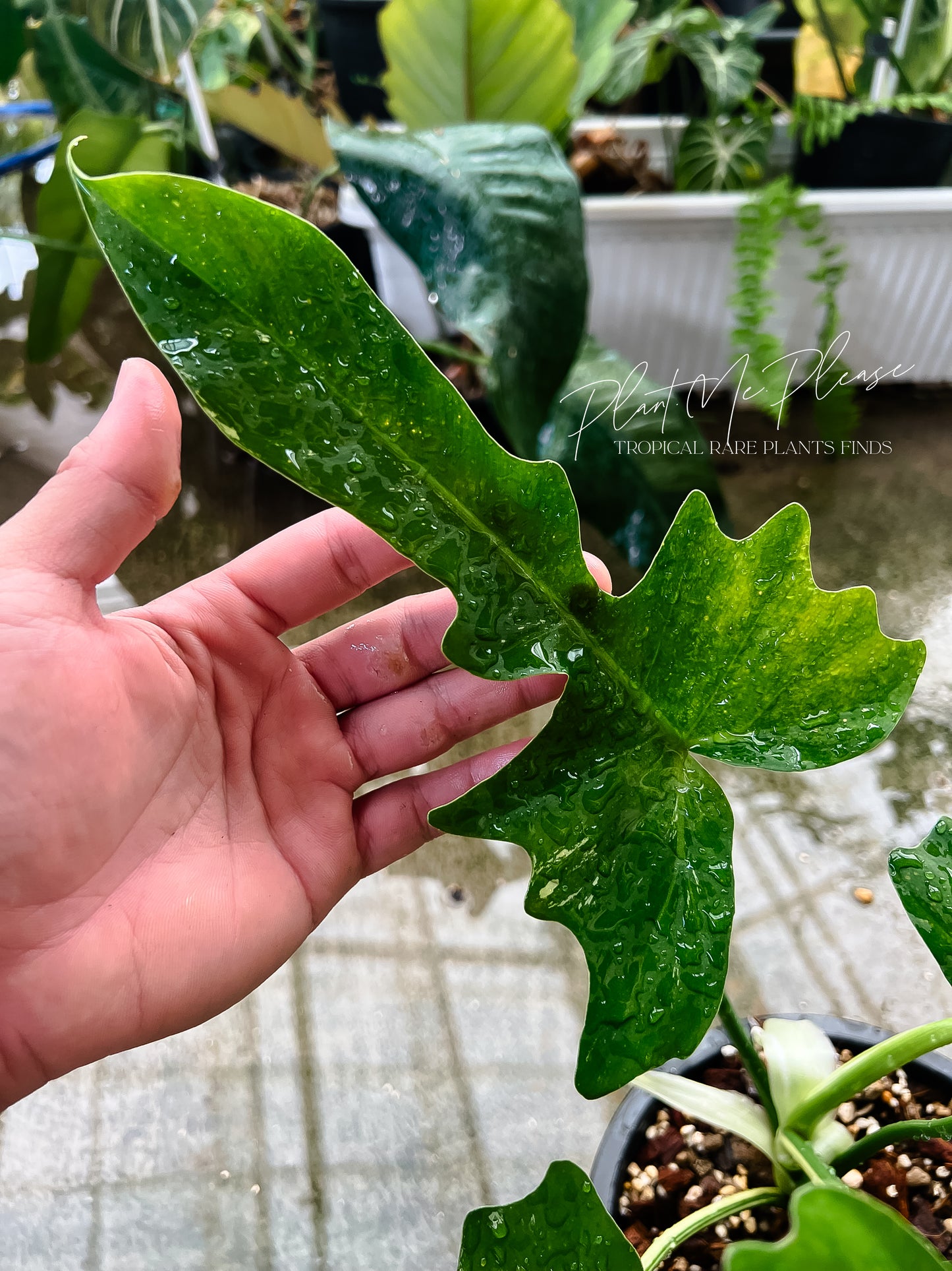 Philodendron Golden Dragon Variegated