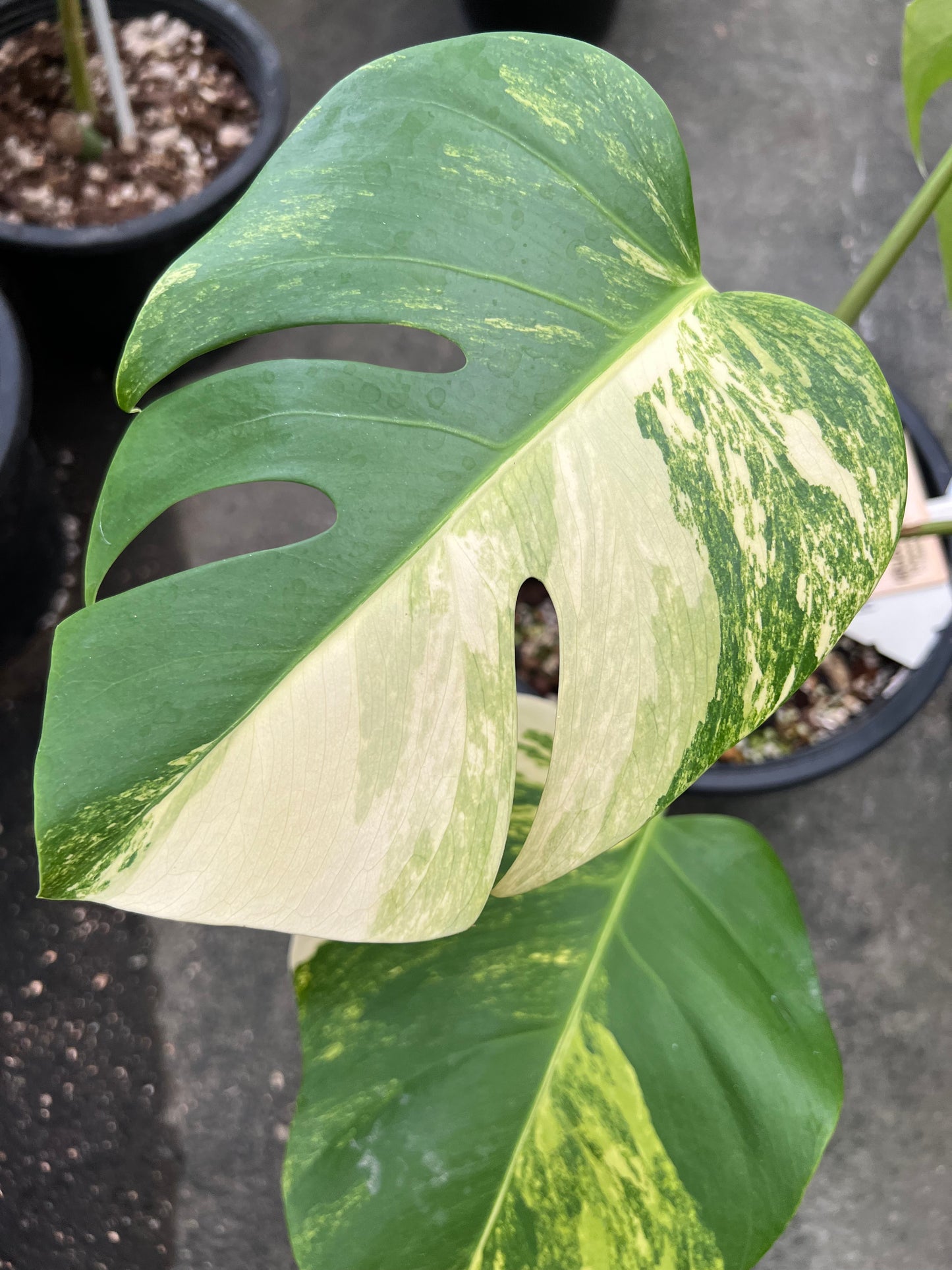Monstera Borsigiana Aurea Vareiagated
