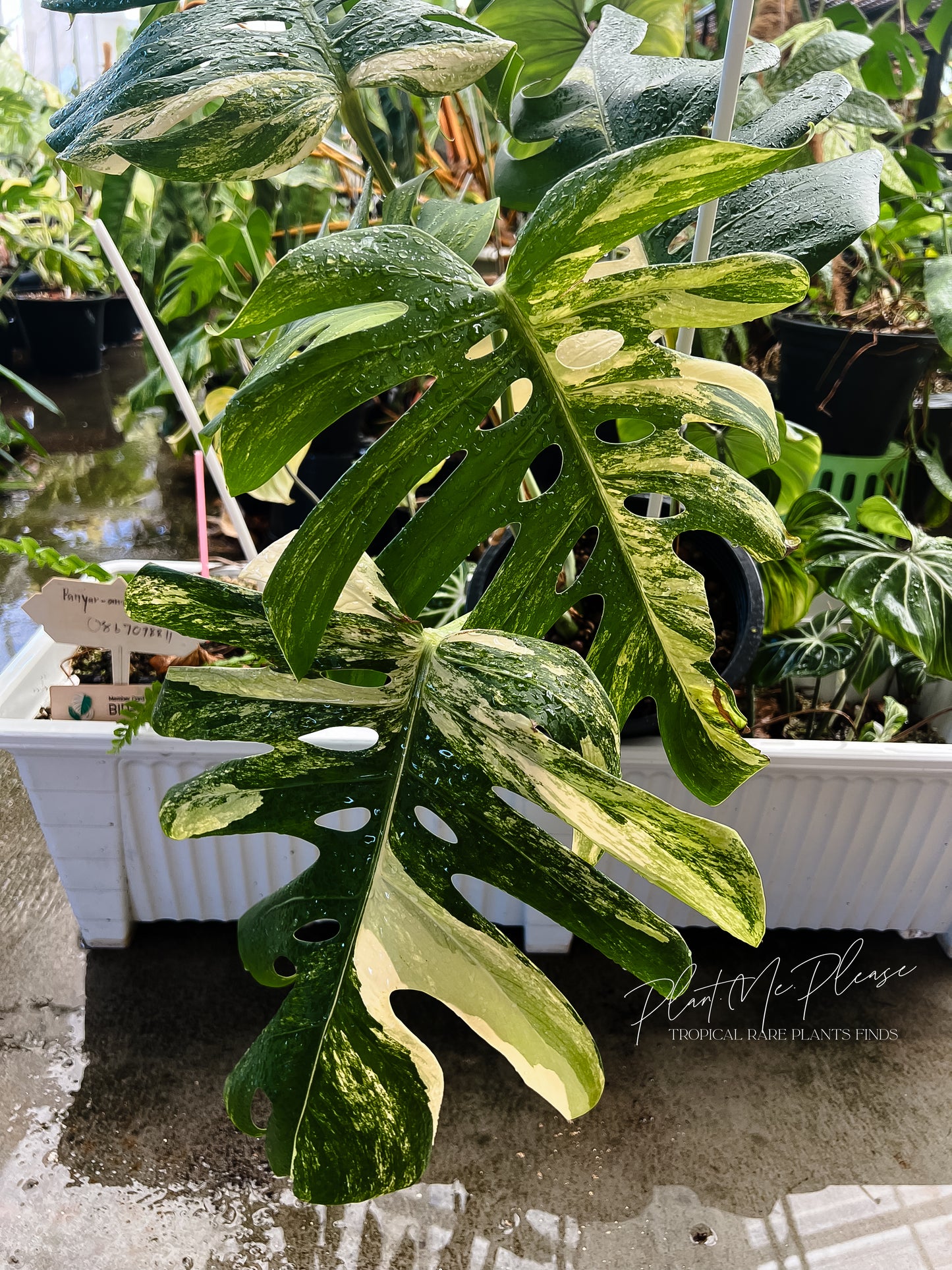 Monstera Deliciosa Aurea Variegated (Borsigiana)