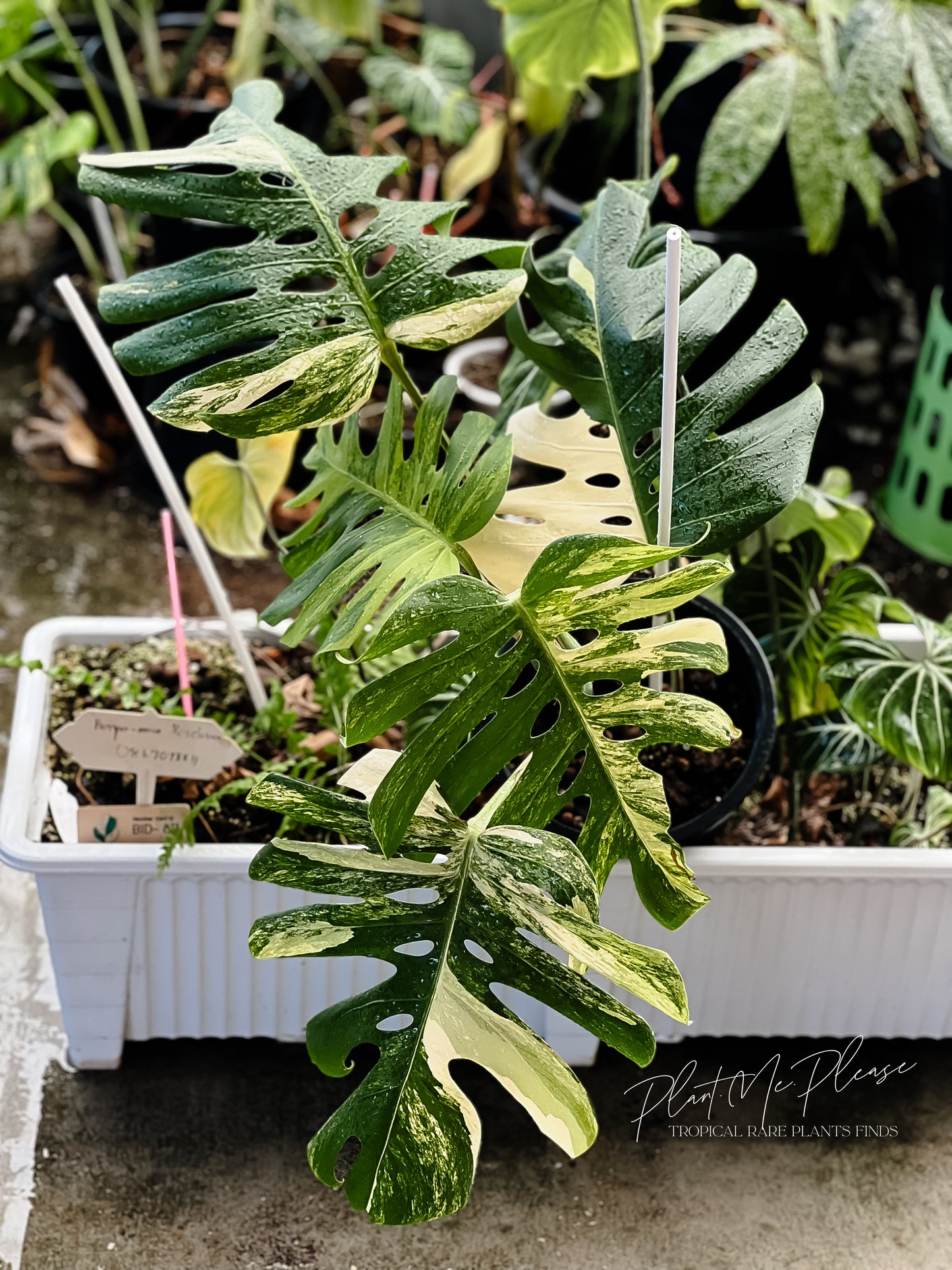 Monstera Deliciosa Aurea Variegated (Borsigiana)