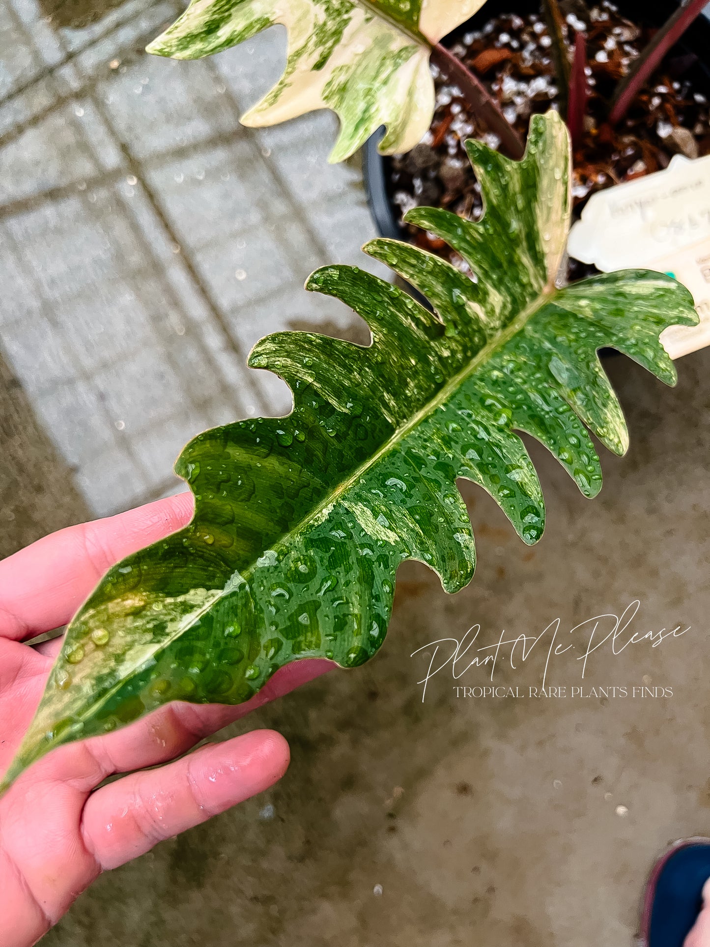Philodendron Caramel Marble Variegated