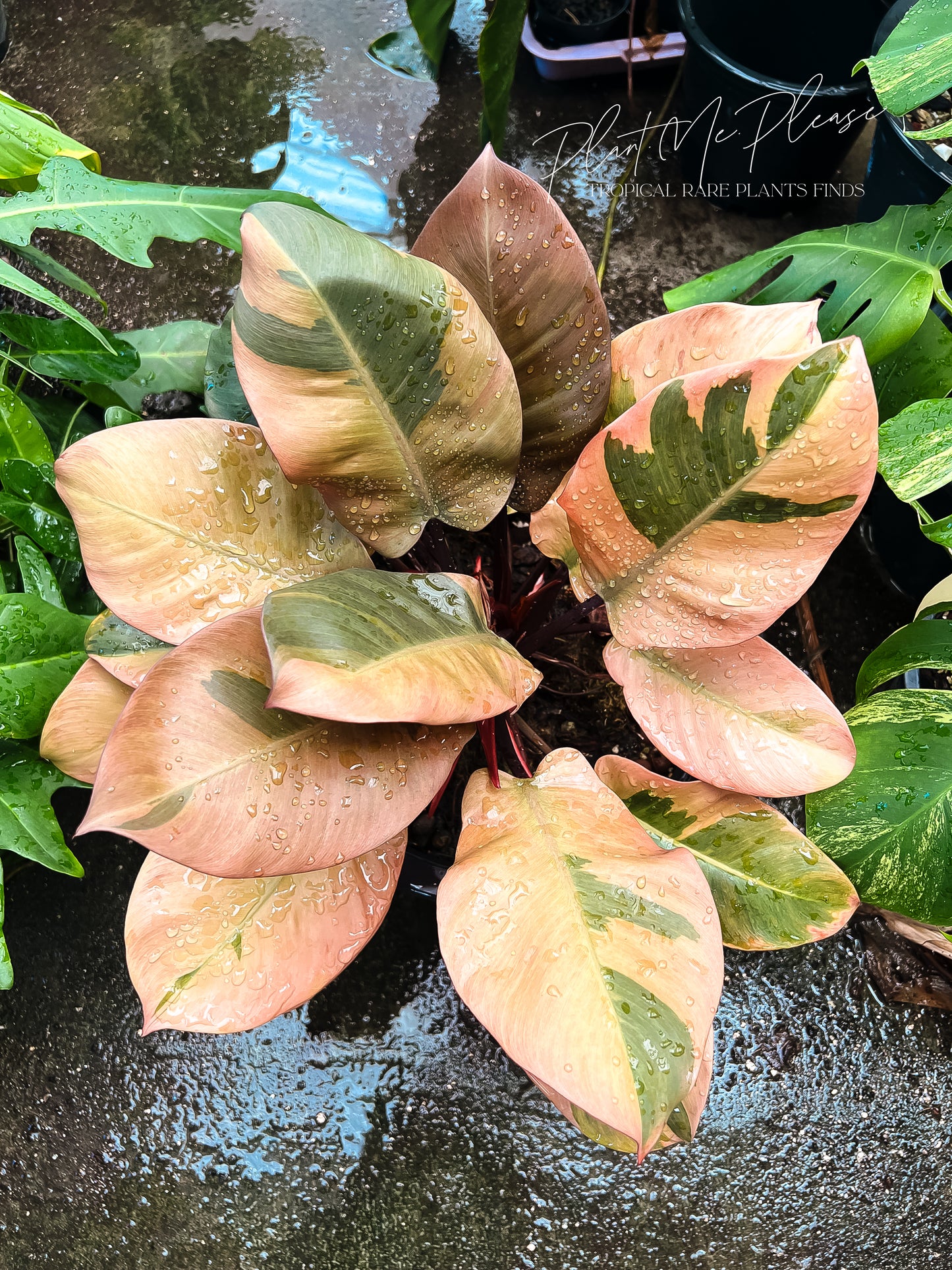 Philodendron Black Cardinal Variegated No.02