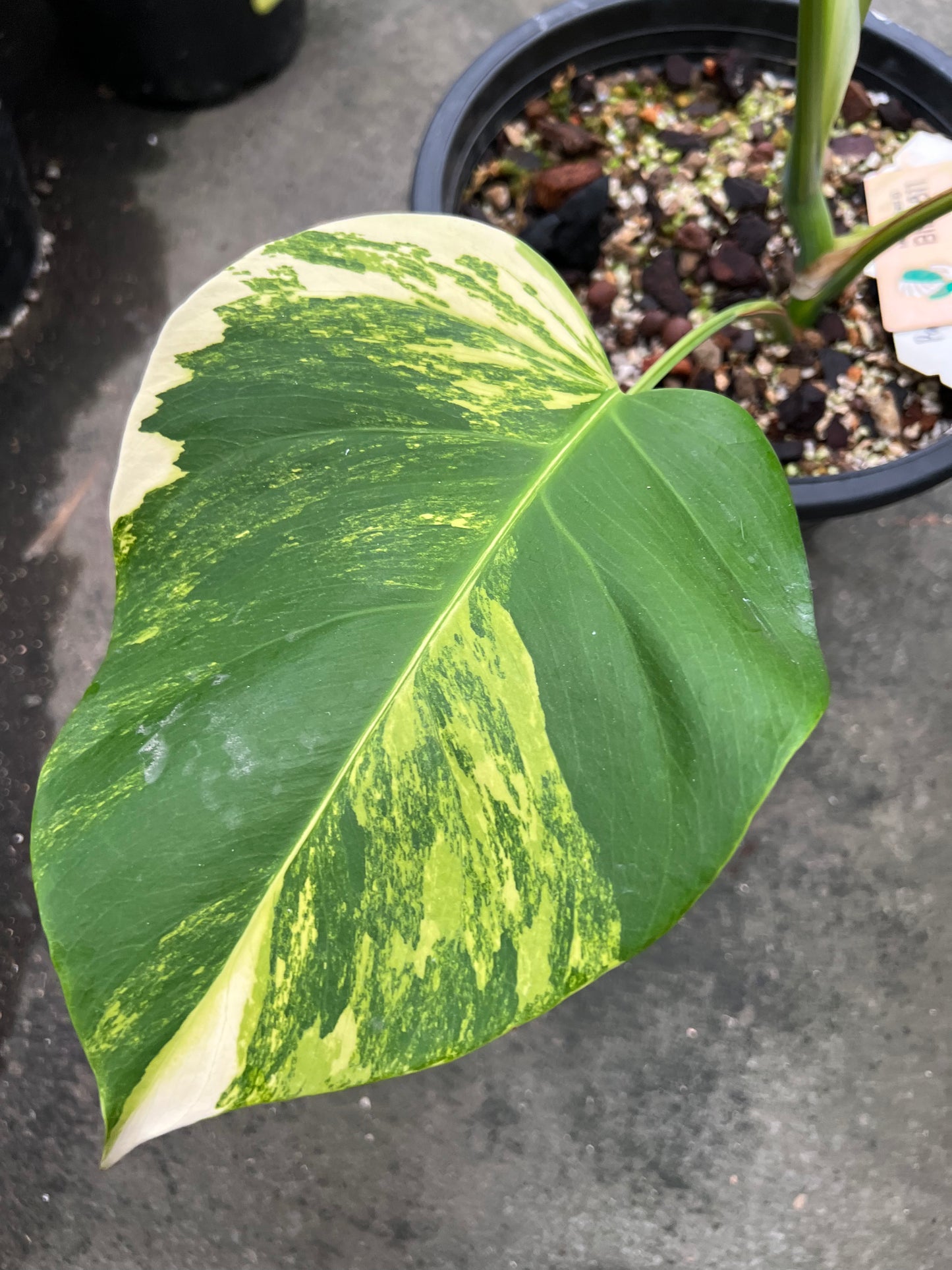 Monstera Borsigiana Aurea Vareiagated