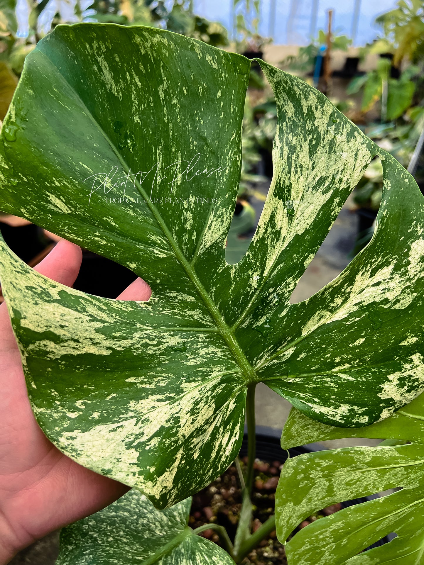 Monstera Deliciosa White Monster