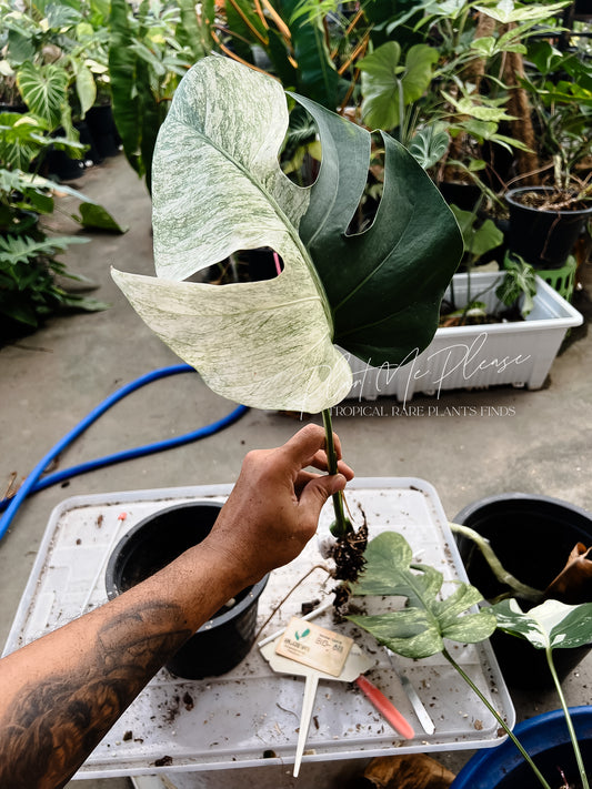 Monstera Deliciosa x Borsigiana Full Mint Variegated