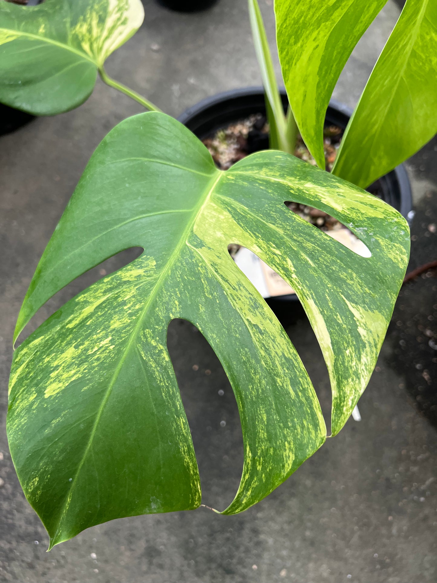 Monstera Borsigiana Aurea Vareiagated