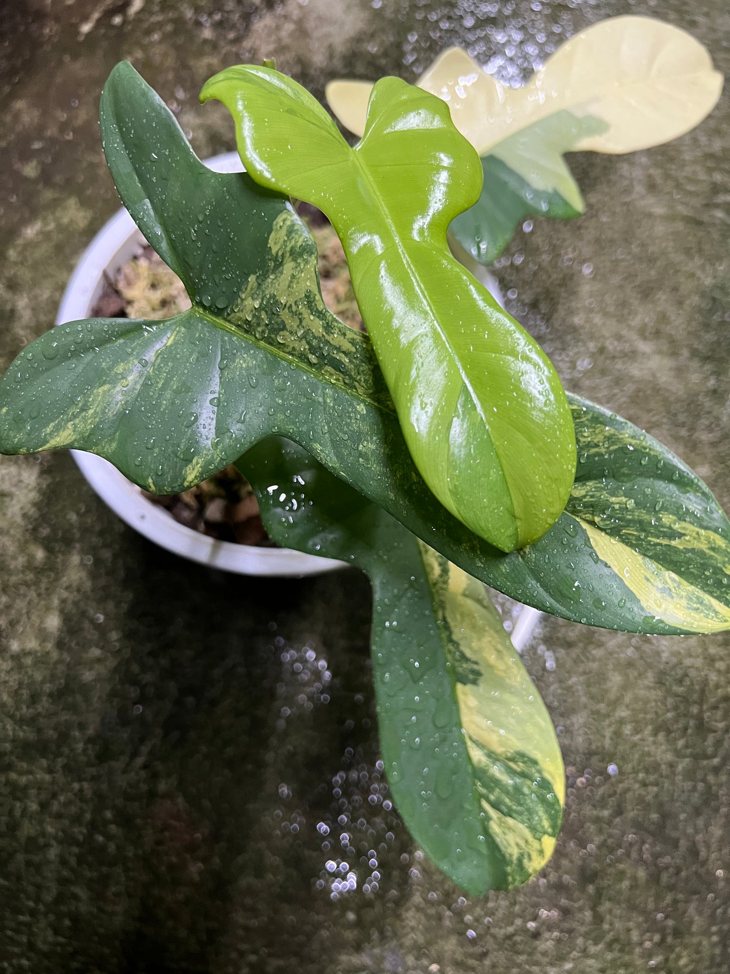 Philodendron Bipennifolium Variegated - Violin variegated