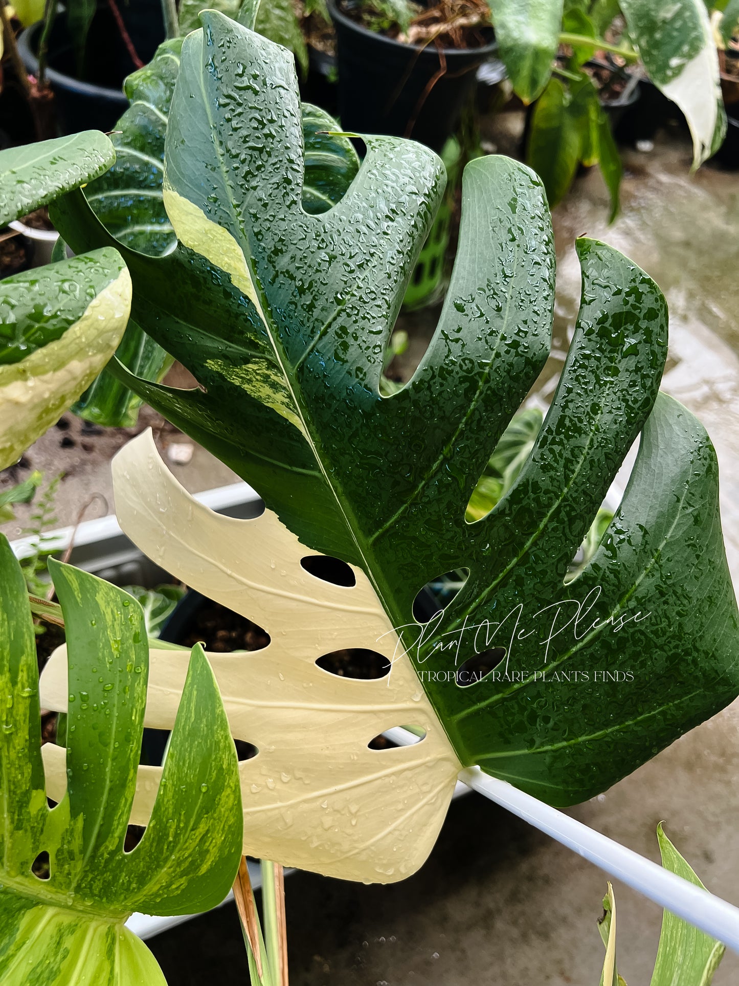 Monstera Deliciosa Aurea Variegated (Borsigiana)