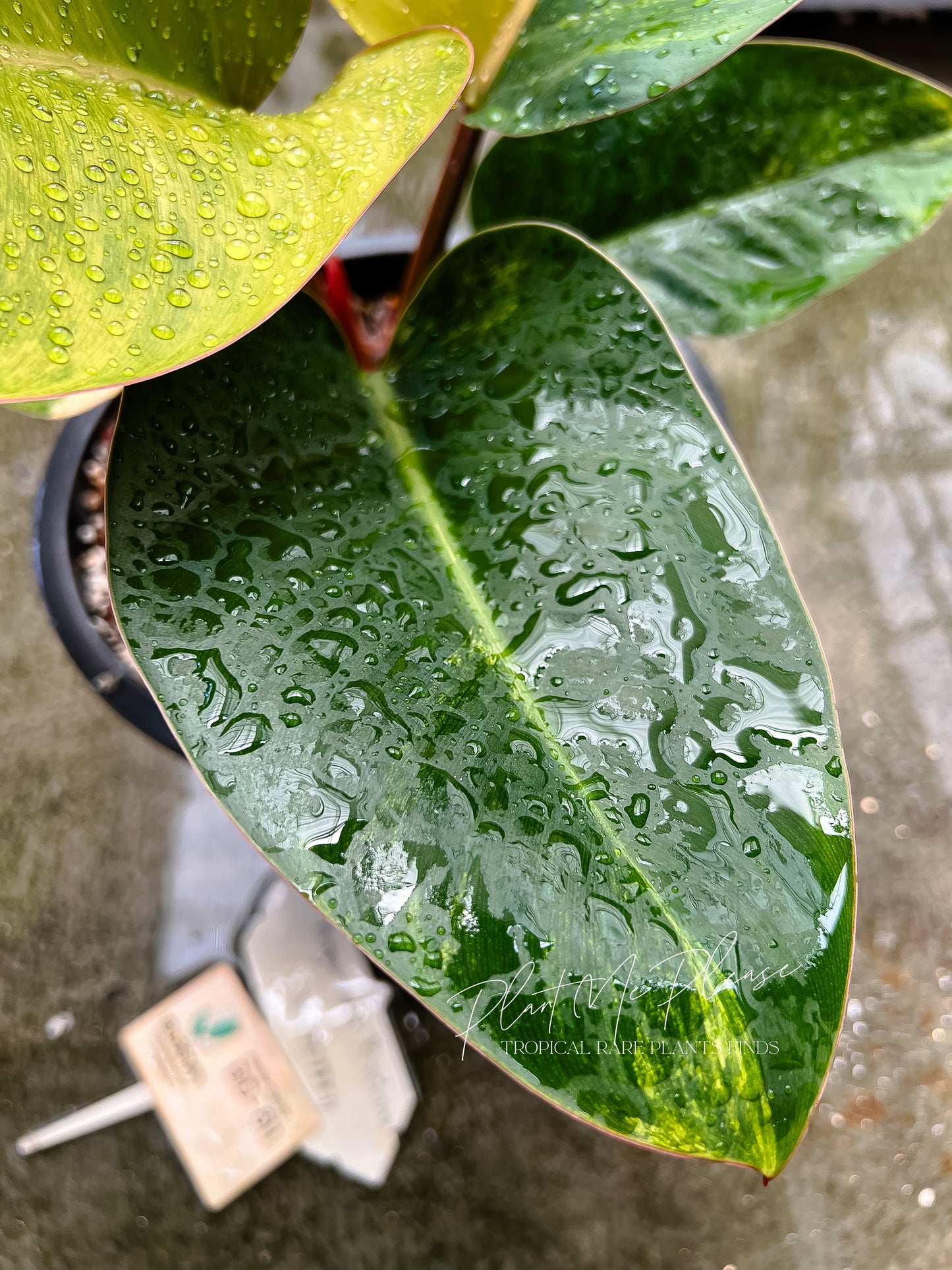 Rare Philodendron Yellow Congo Variegated Original