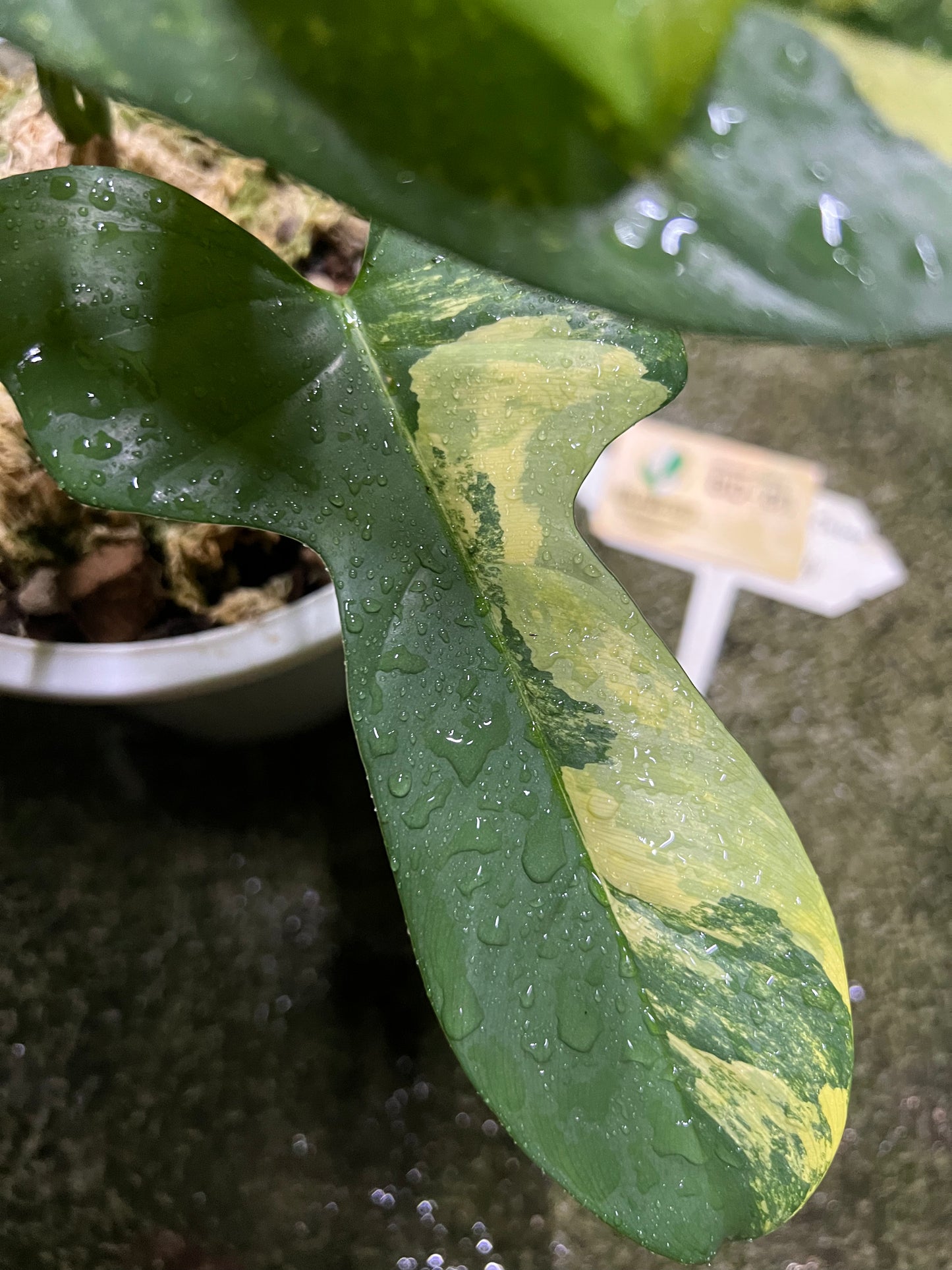 Philodendron Bipennifolium Variegated - Violin variegated