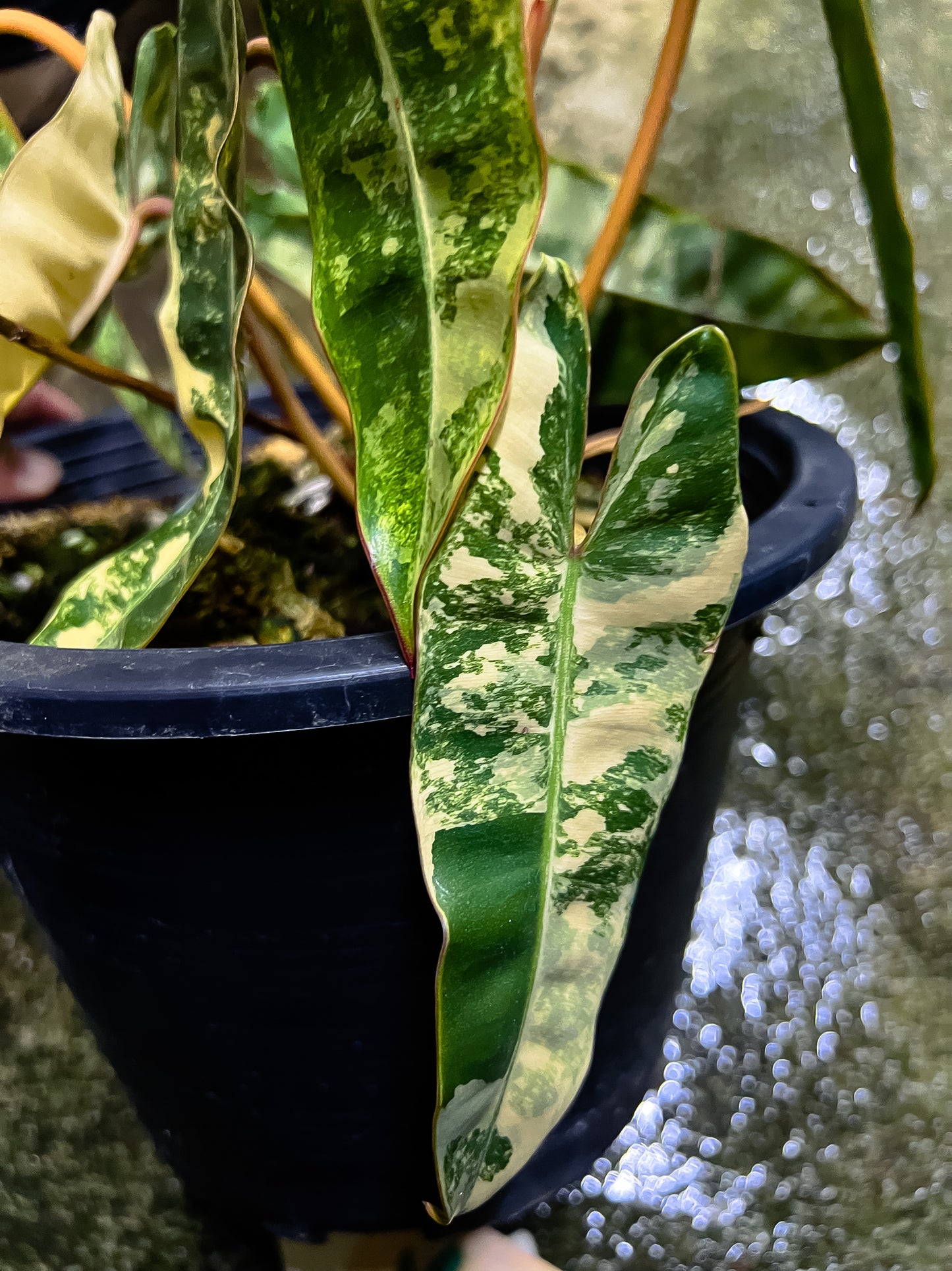 Philodendron Billietiae Variegated