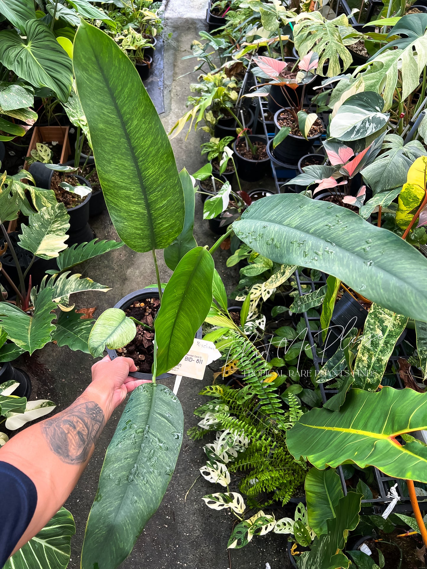 Rare Epipremnum Gigateum Mint Variegated