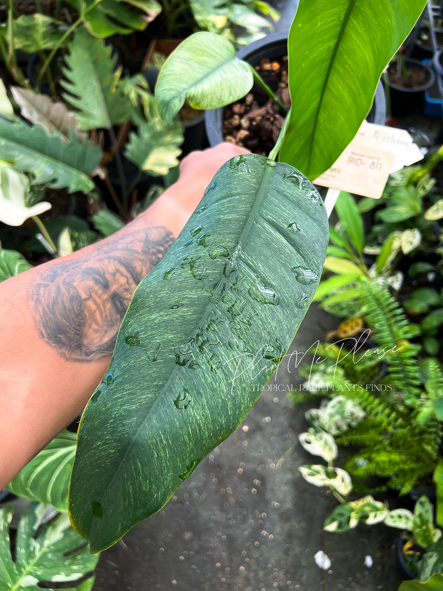 Rare Epipremnum Gigateum Mint Variegated