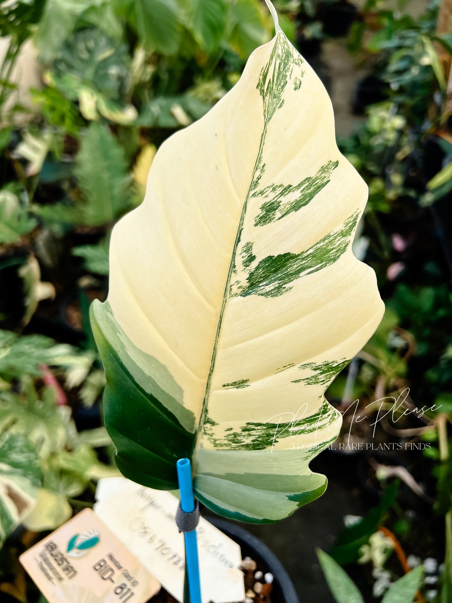 Philodendron Caramel Marble Variegated