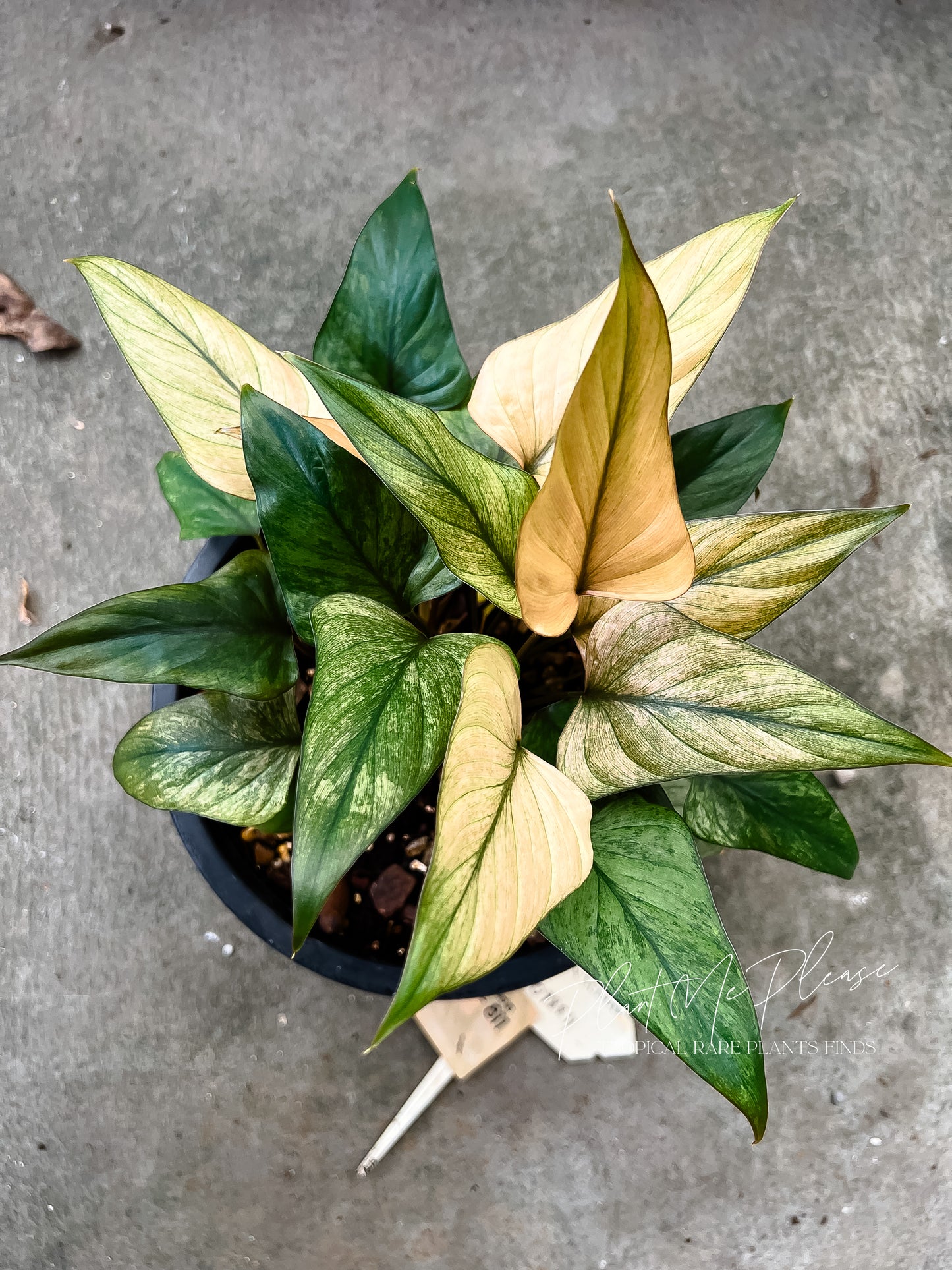 Homalomena Pink Diamond Full Mint Variegated