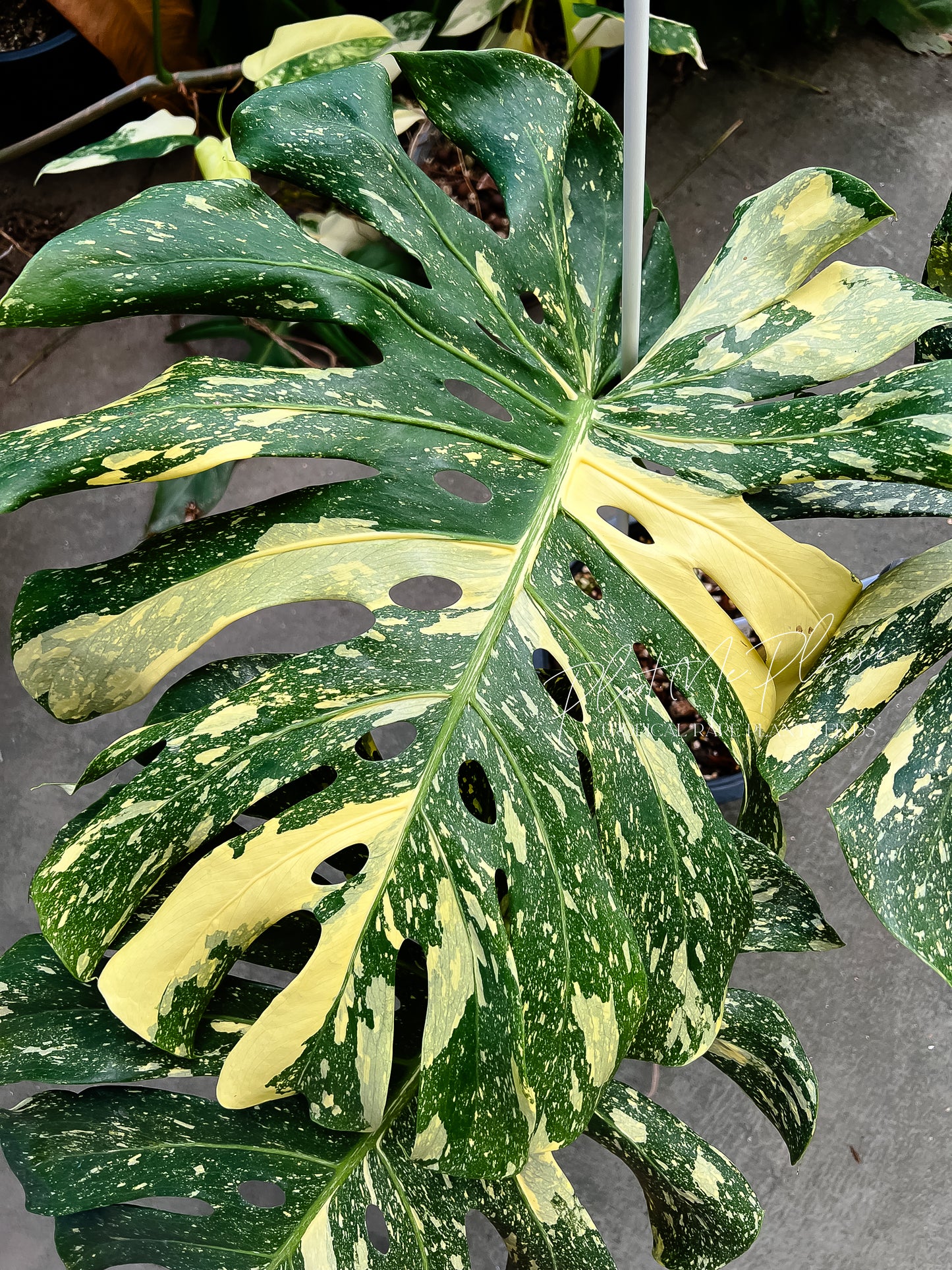 Monstera Deliciosa Thai Constellation “ Creme Brulee “