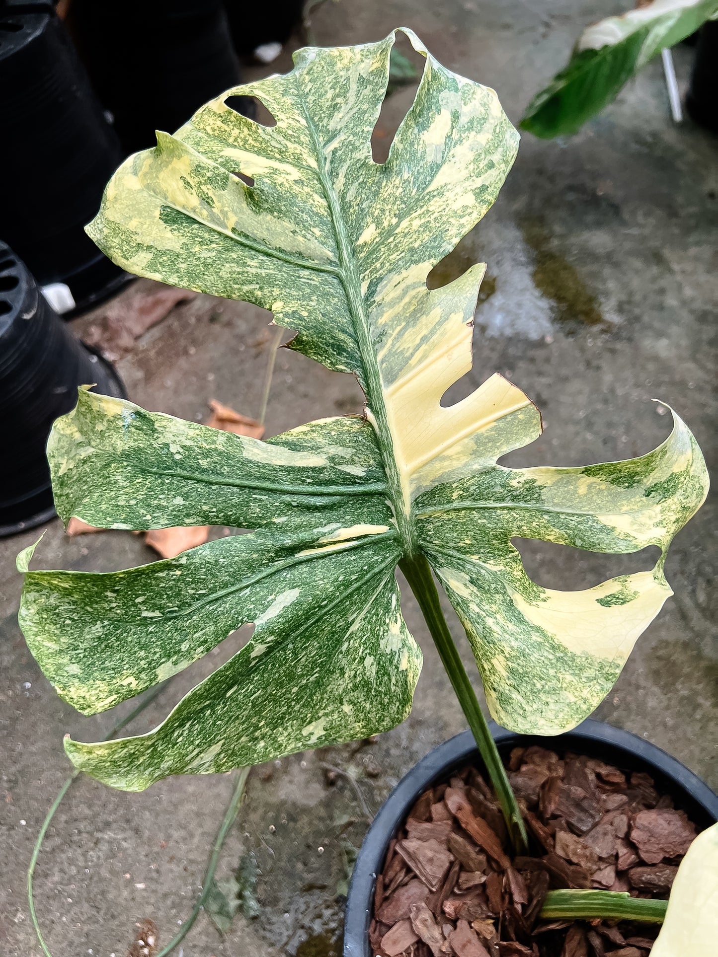 Monstera Deliciosa Legacy