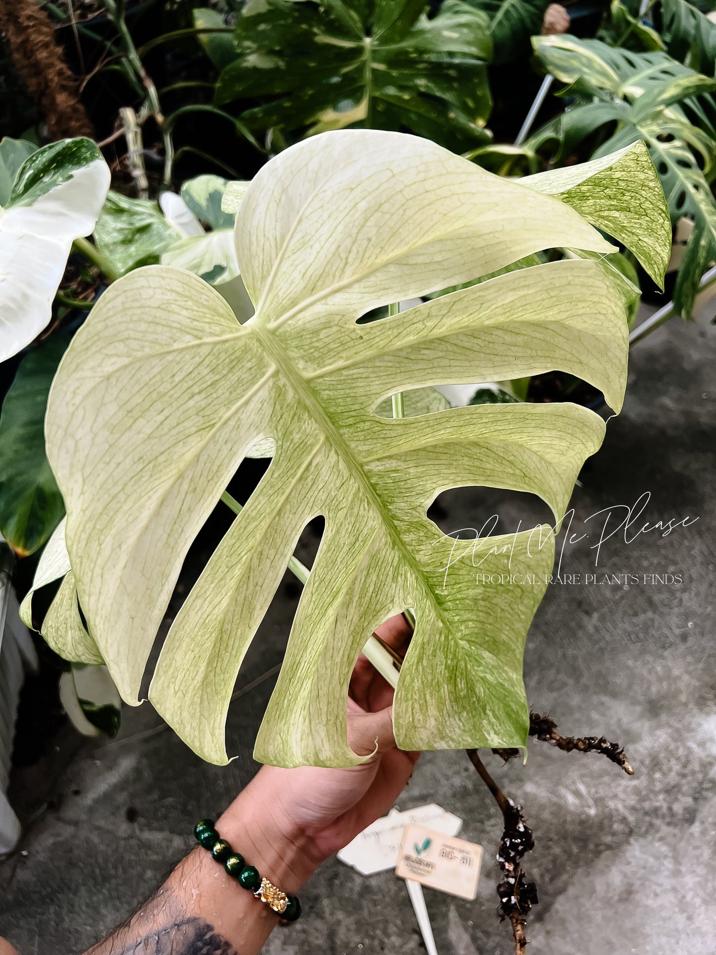 Monstera Deliciosa x Borsigiana Full Mint Variegated