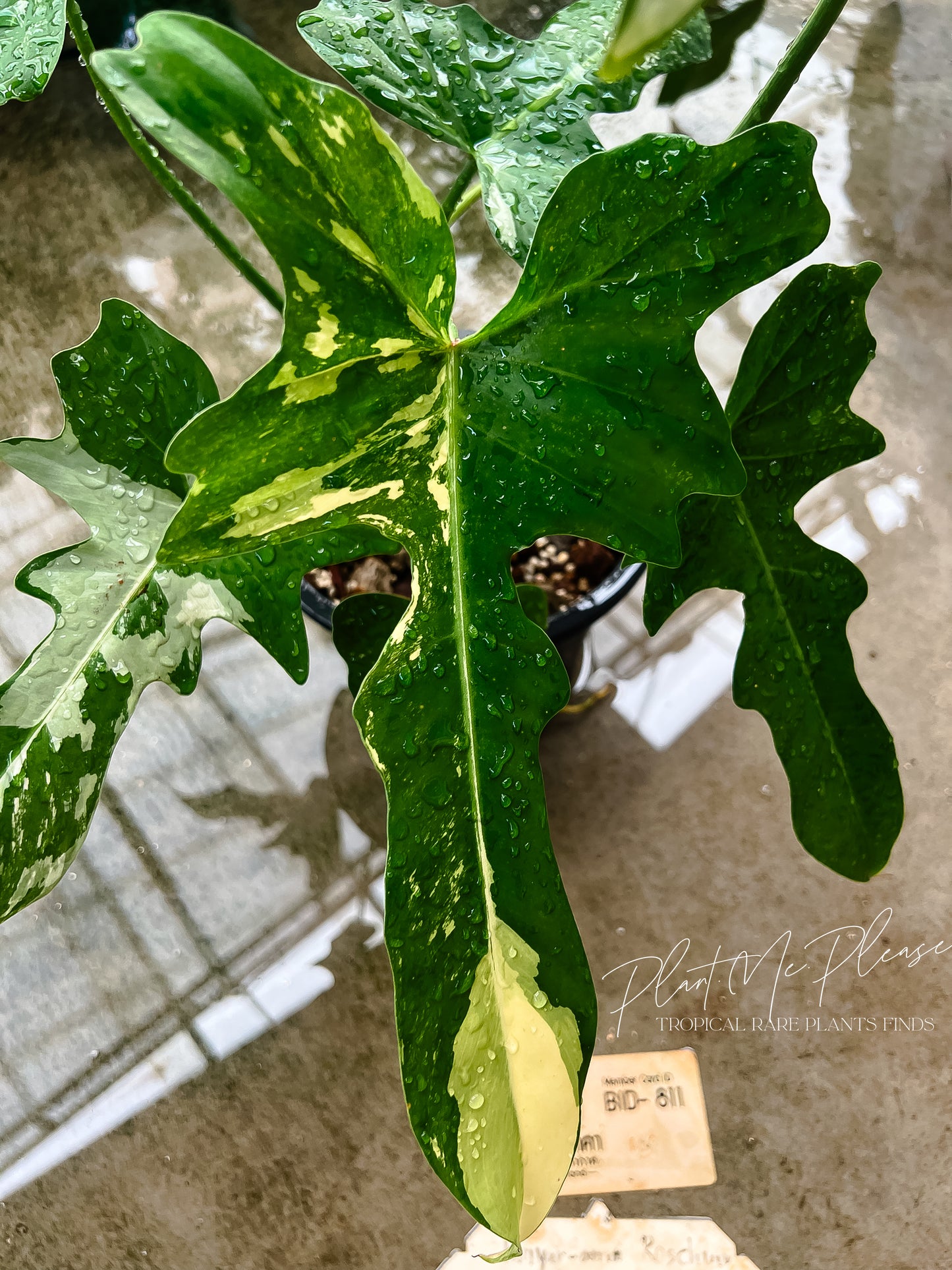 Philodendron Golden Dragon Variegated