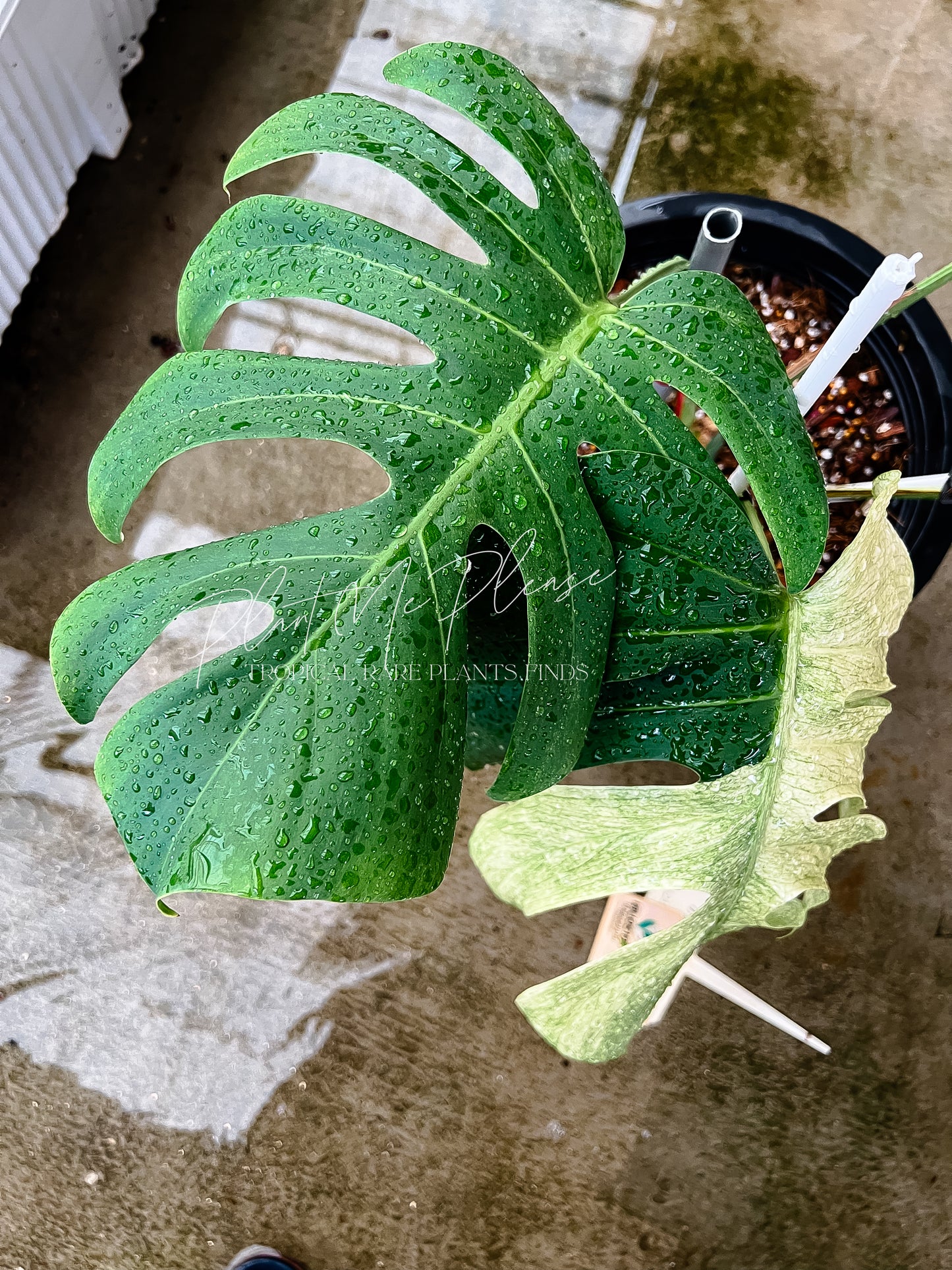 Monstera Deliciosa x Borsigiana Mint Variegated