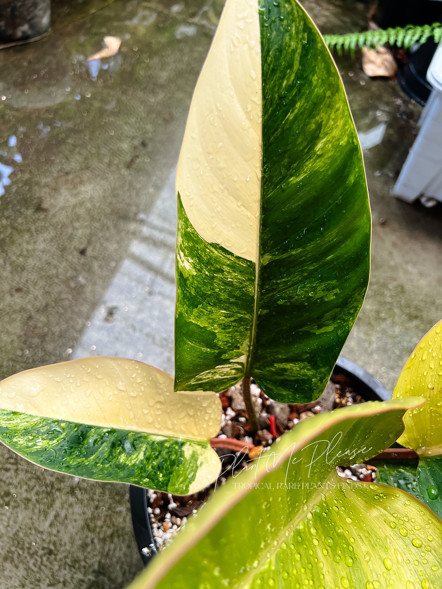 Rare Philodendron Yellow Congo Variegated Original