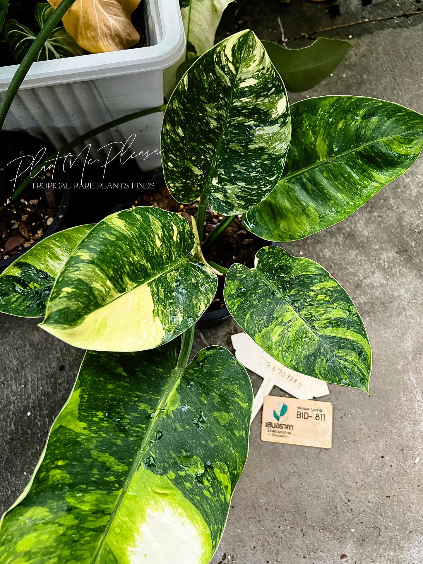 Philodendron Green Congo Marble Variegated