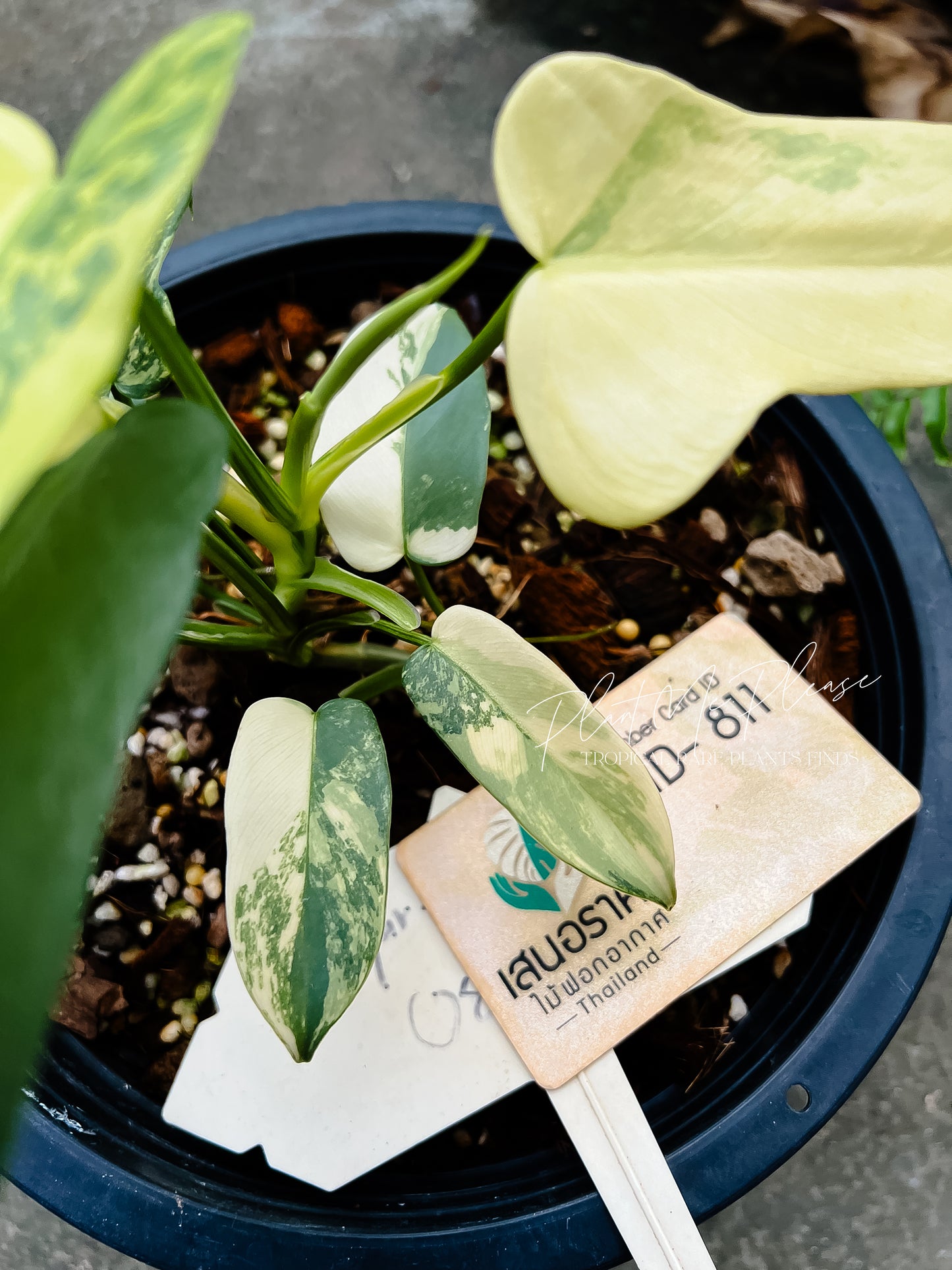 Philodendron Bipennifolium variegated