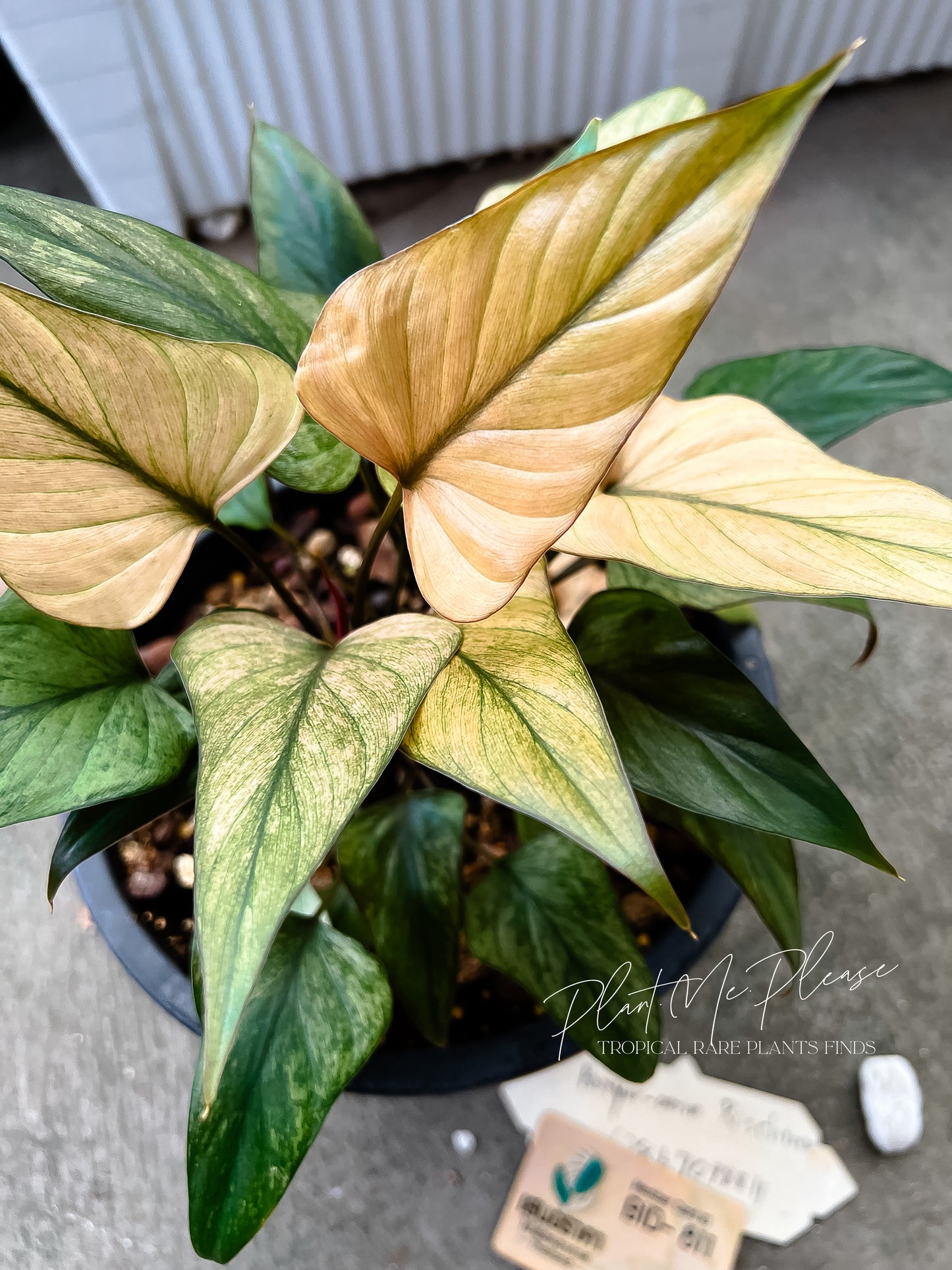 Homalomena Pink Diamond Full Mint Variegated