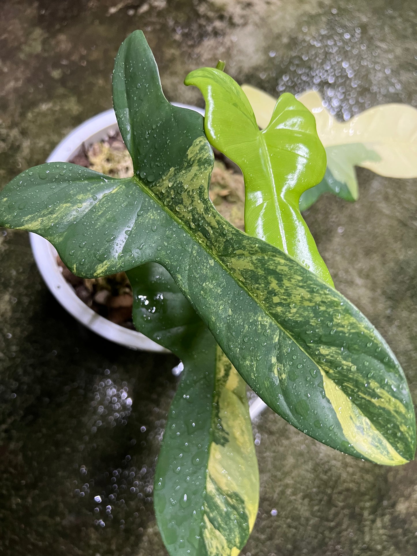 Philodendron Bipennifolium Variegated - Violin variegated