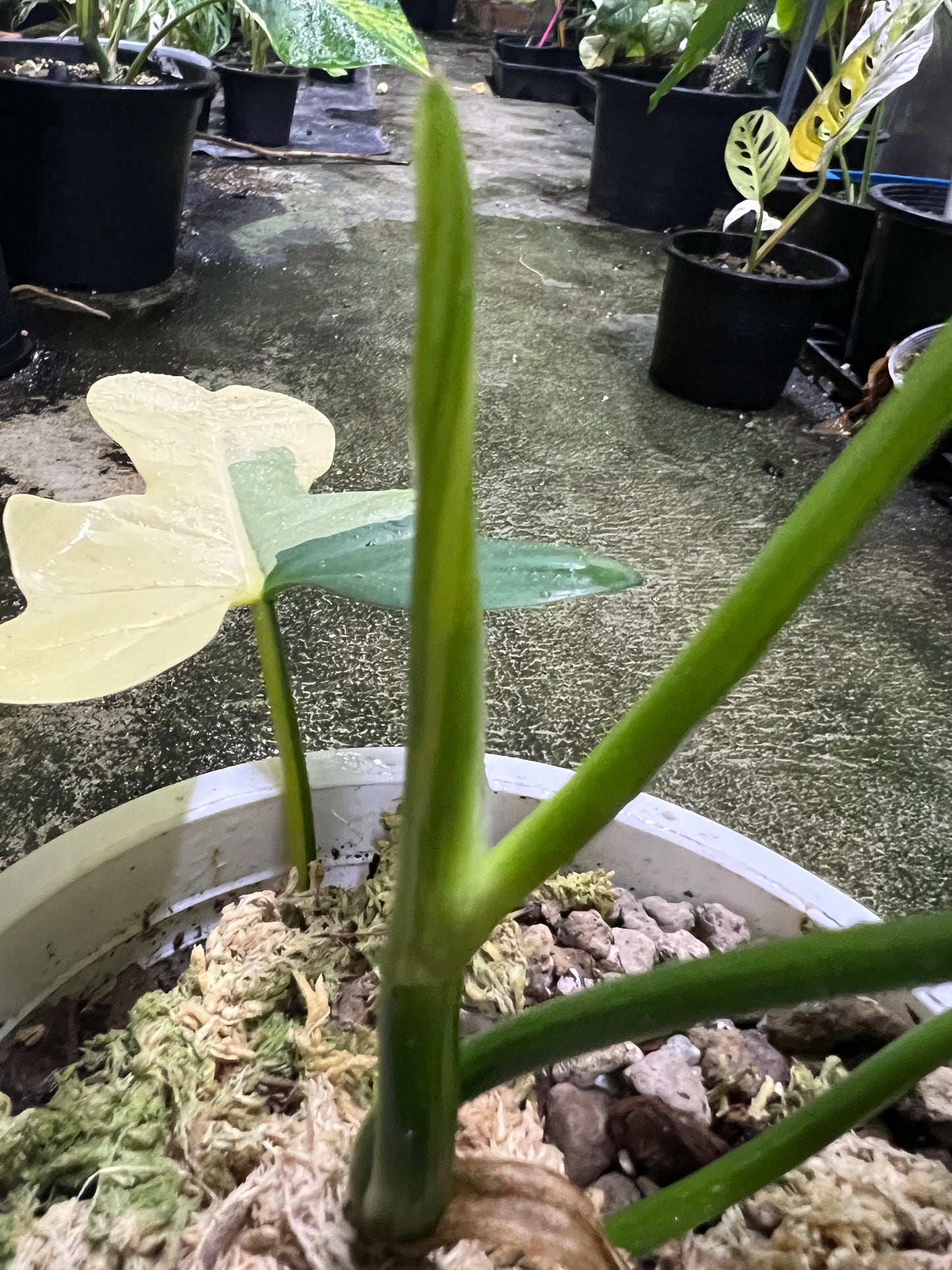 Philodendron Bipennifolium Variegated - Violin variegated