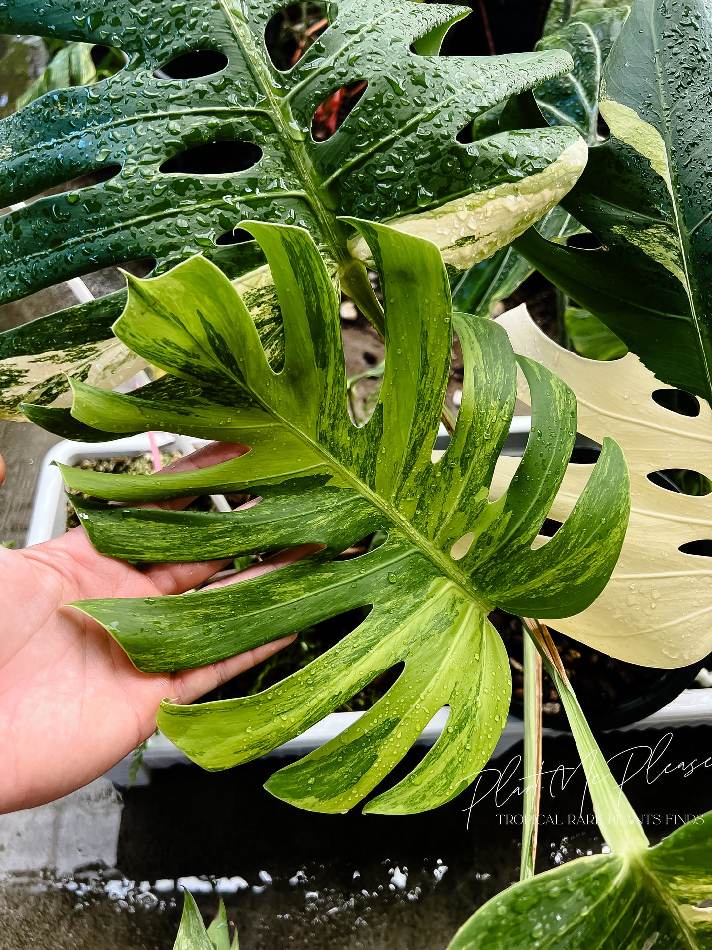 Monstera Deliciosa Aurea Variegated (Borsigiana)