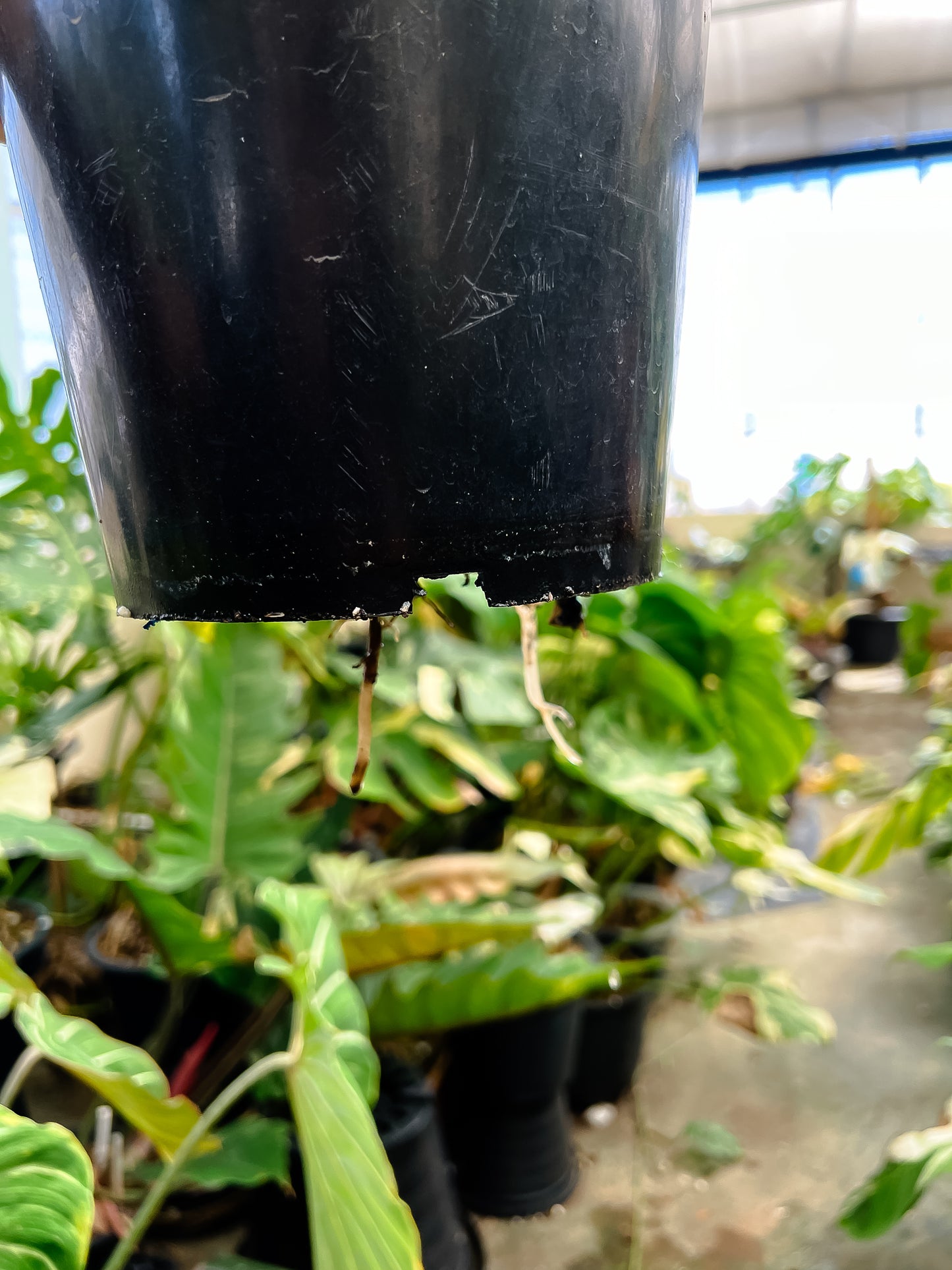 Monstera Deliciosa Legacy