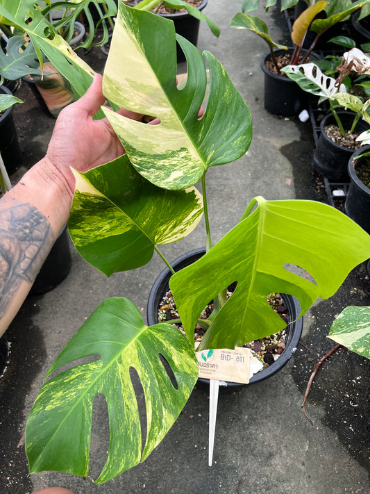 Monstera Borsigiana Aurea Vareiagated