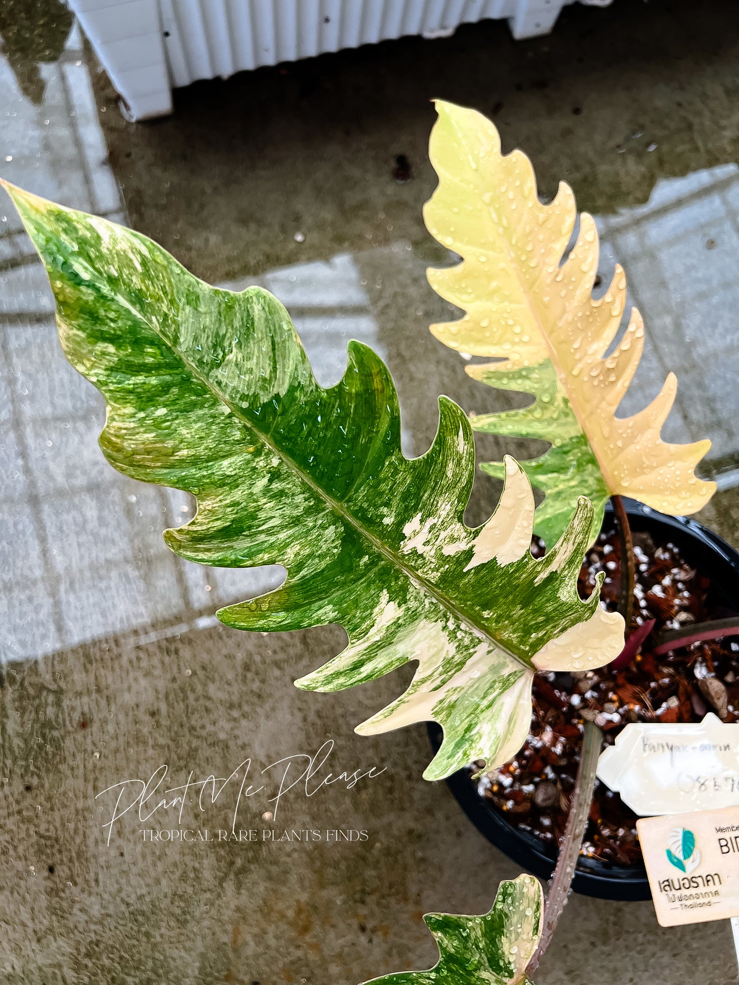 Philodendron Caramel Marble Variegated
