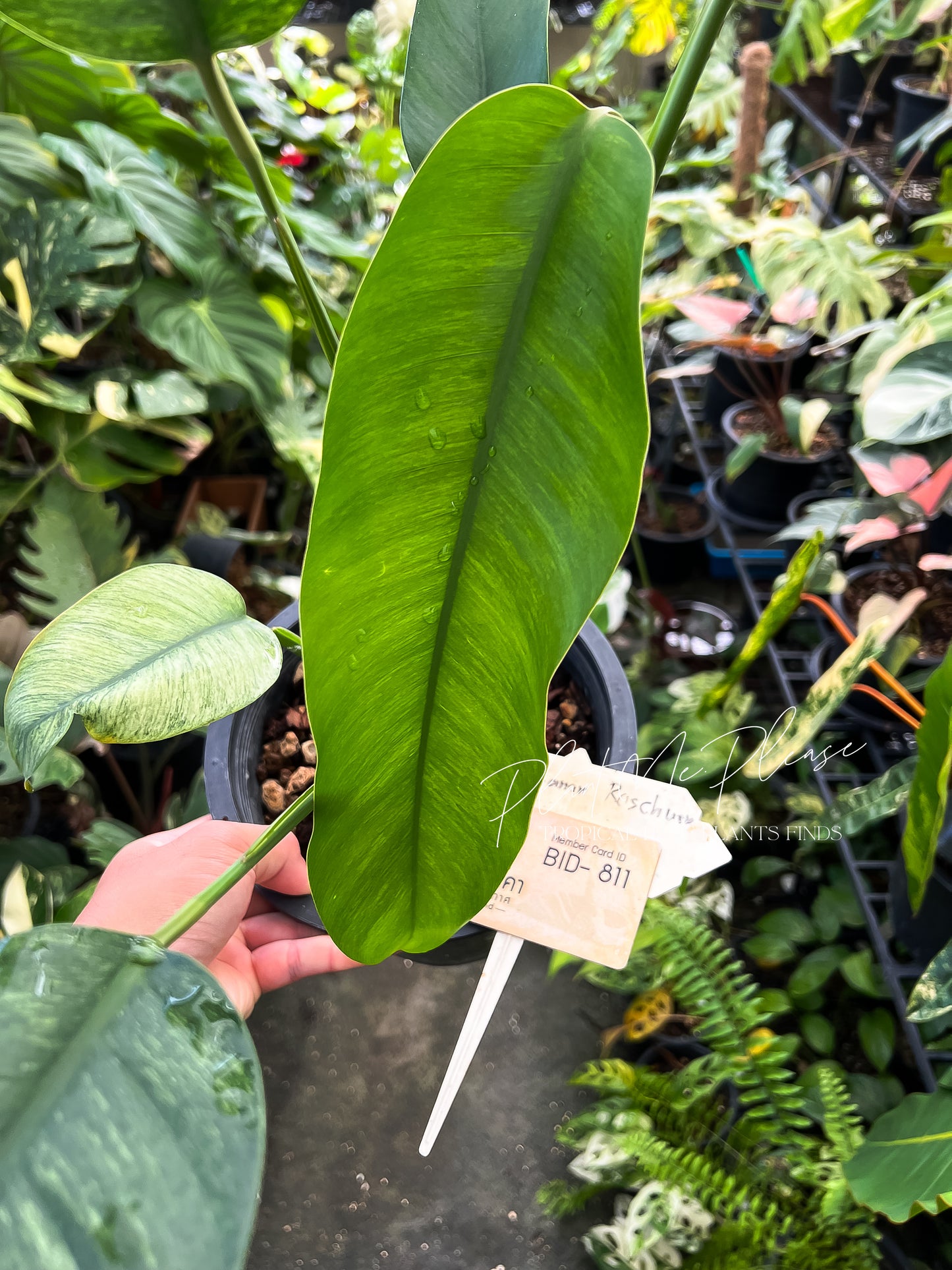 Rare Epipremnum Gigateum Mint Variegated