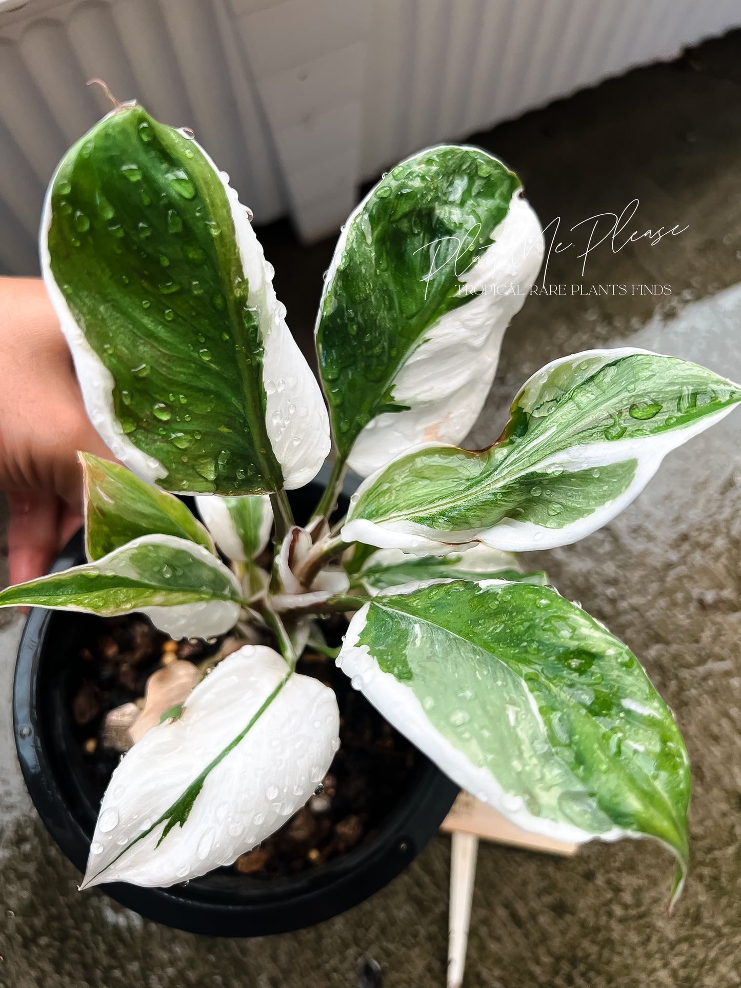 Philodendron White Knight Mutation