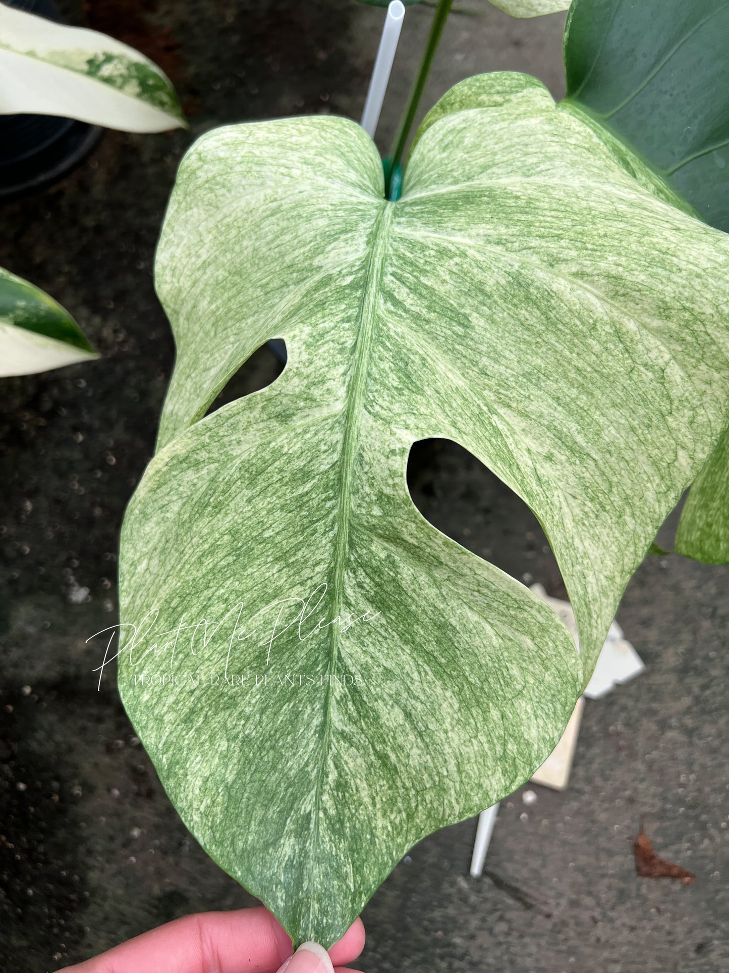 Monstera Mint Variegated