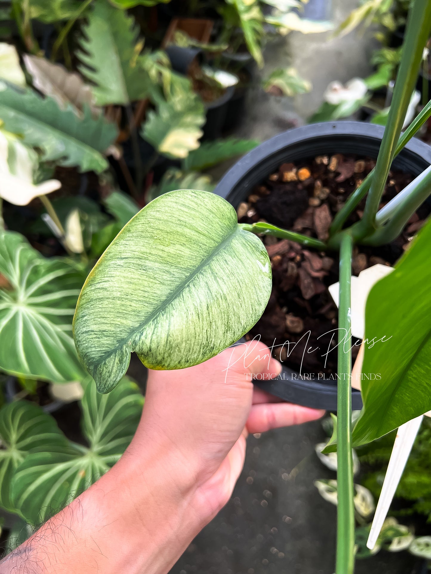 Rare Epipremnum Gigateum Mint Variegated