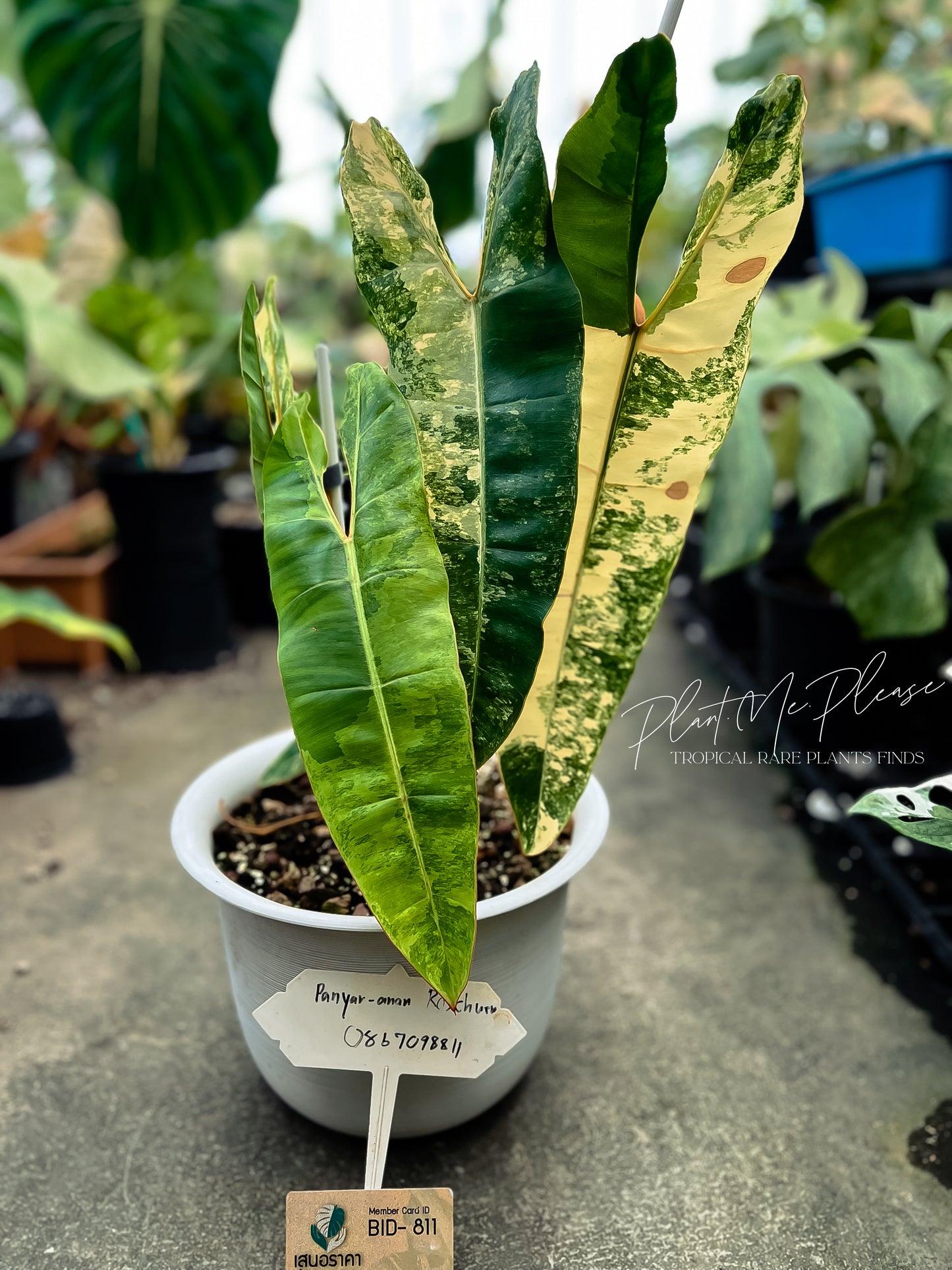 Philodendron Billietiae Variegated