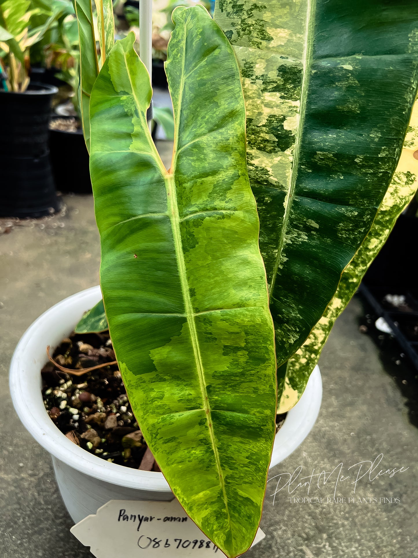 Philodendron Billietiae Variegated