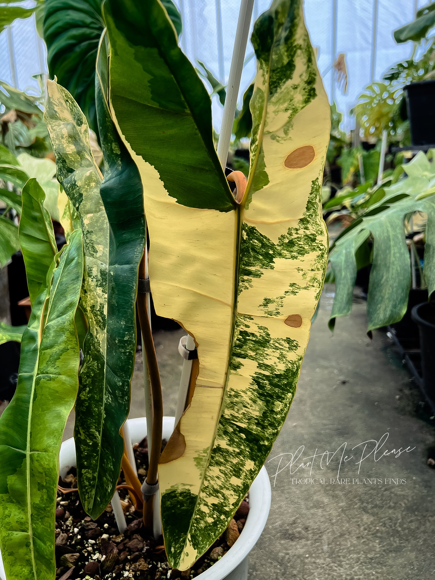 Philodendron Billietiae Variegated