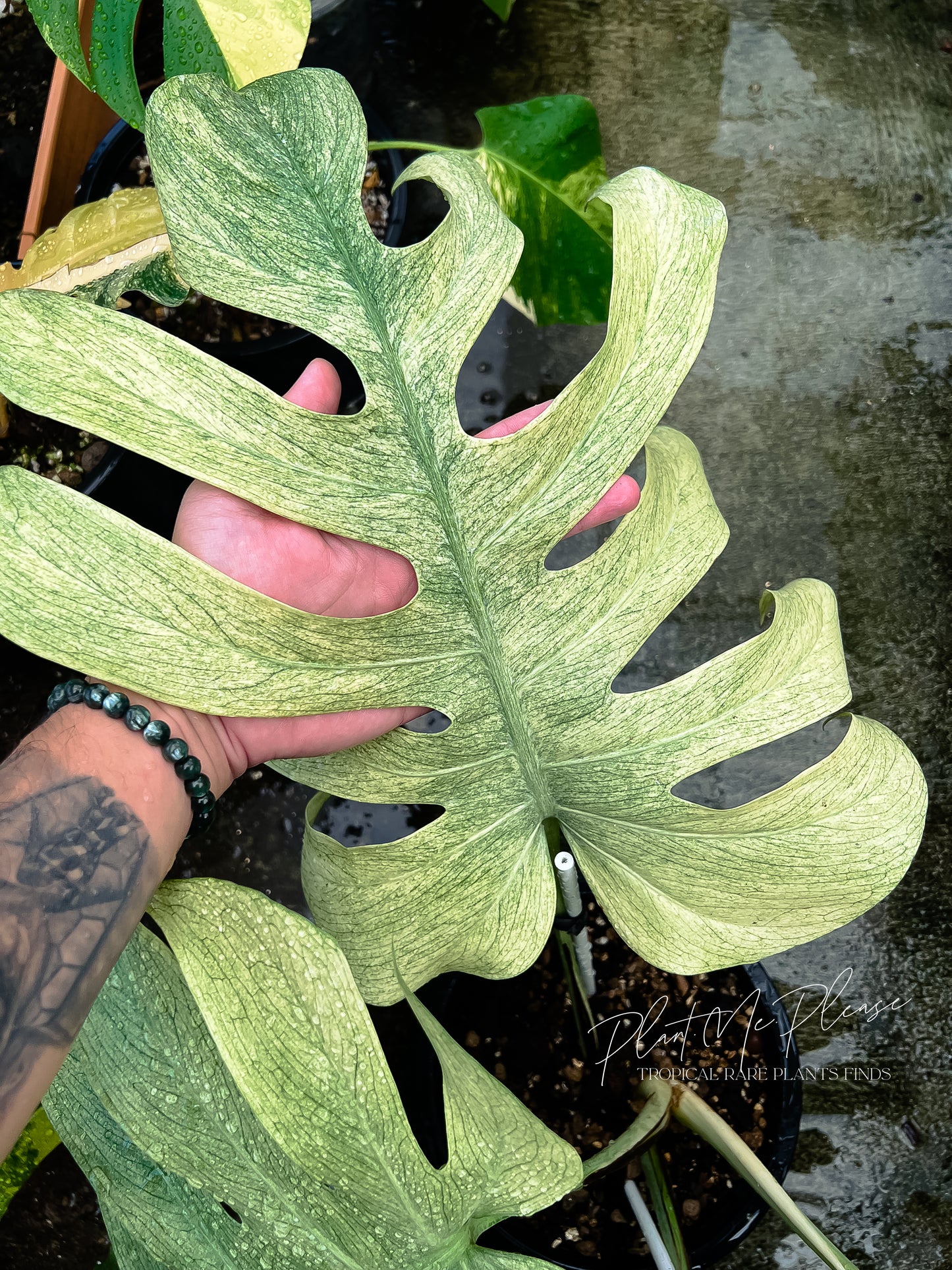 Monstera Deliciosa x Borsigiana Full Mint Variegated