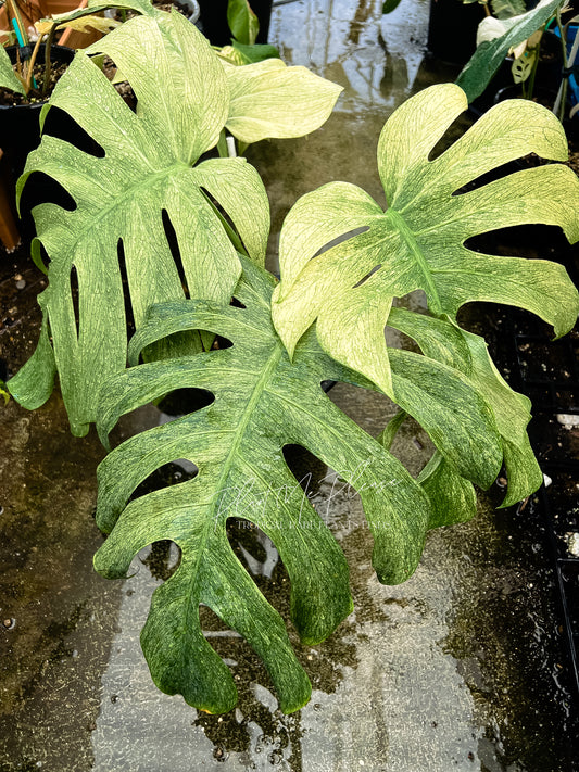 Monstera Deliciosa x Borsigiana Full Mint Variegated