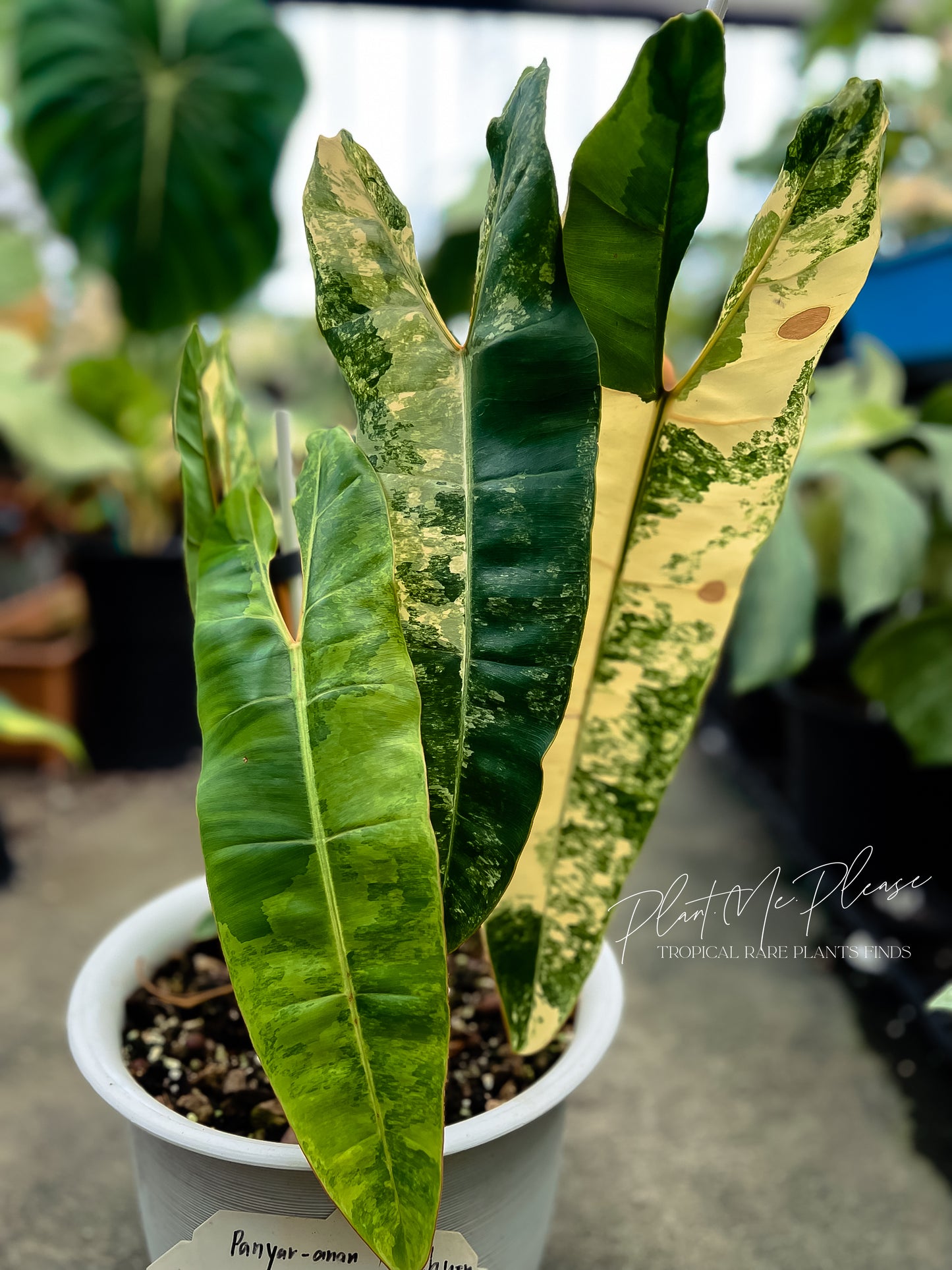 Philodendron Billietiae Variegated