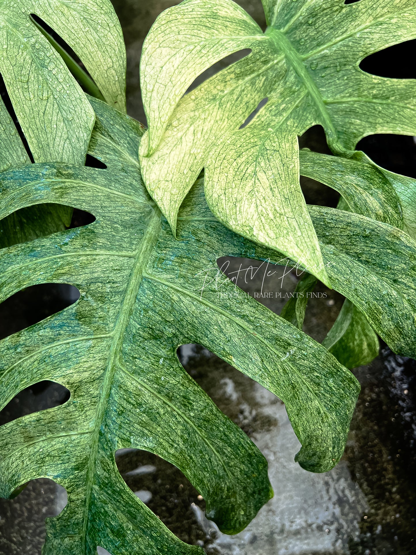 Monstera Deliciosa x Borsigiana Full Mint Variegated