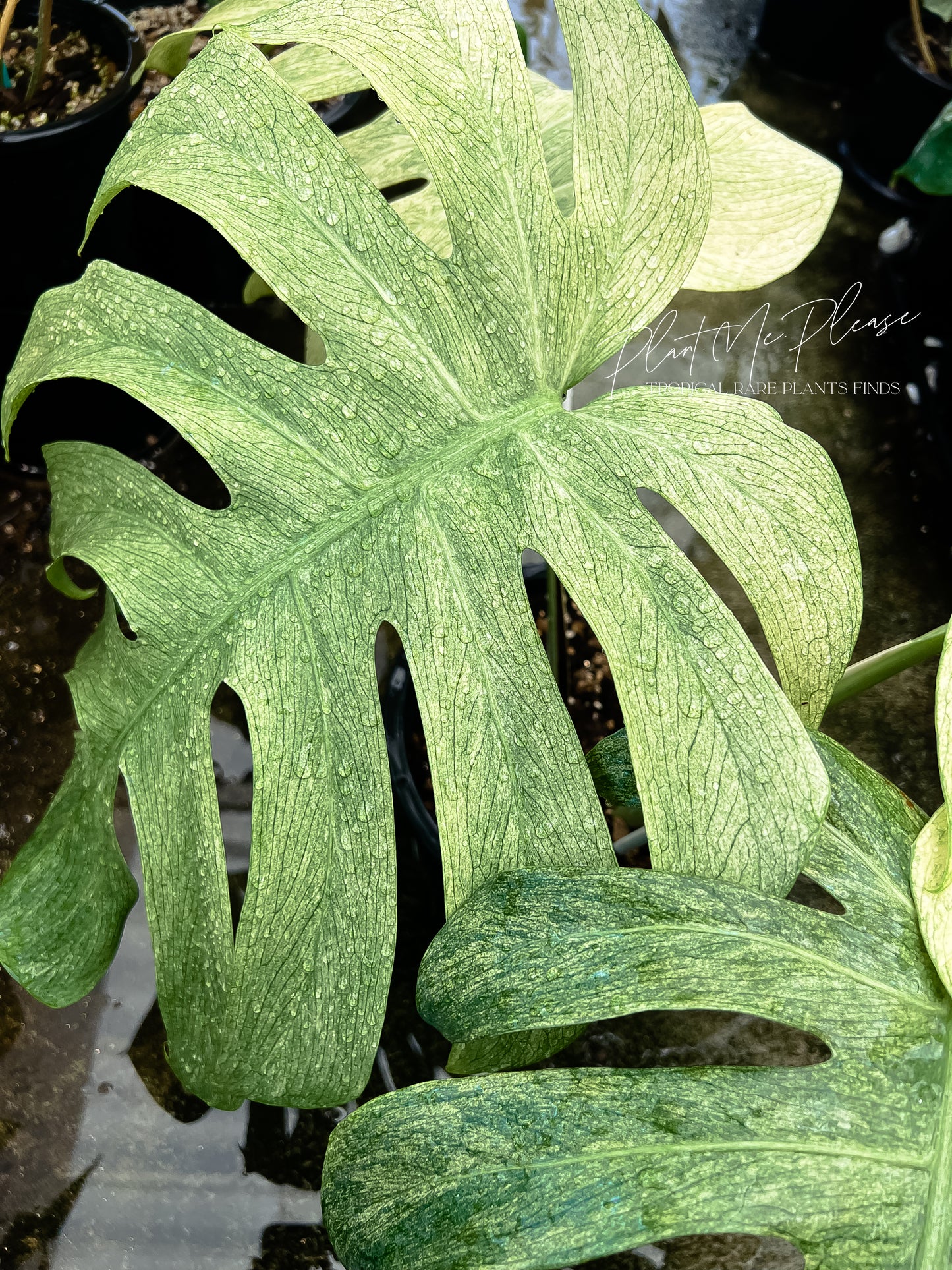 Monstera Deliciosa x Borsigiana Full Mint Variegated