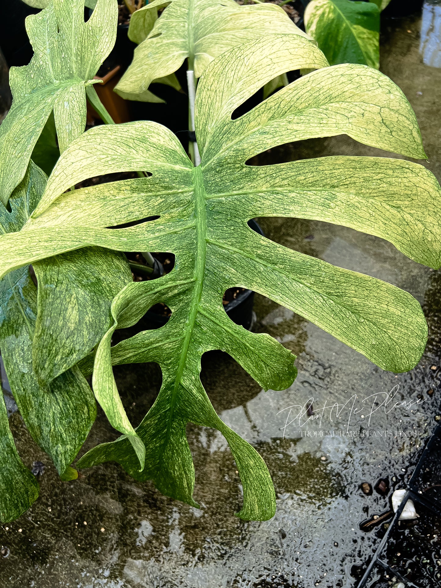 Monstera Deliciosa x Borsigiana Full Mint Variegated