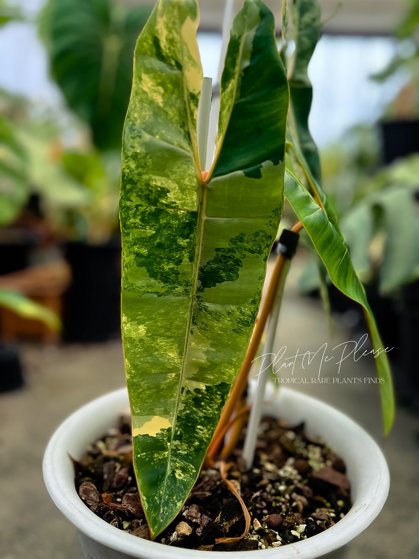 Philodendron Billietiae Variegated